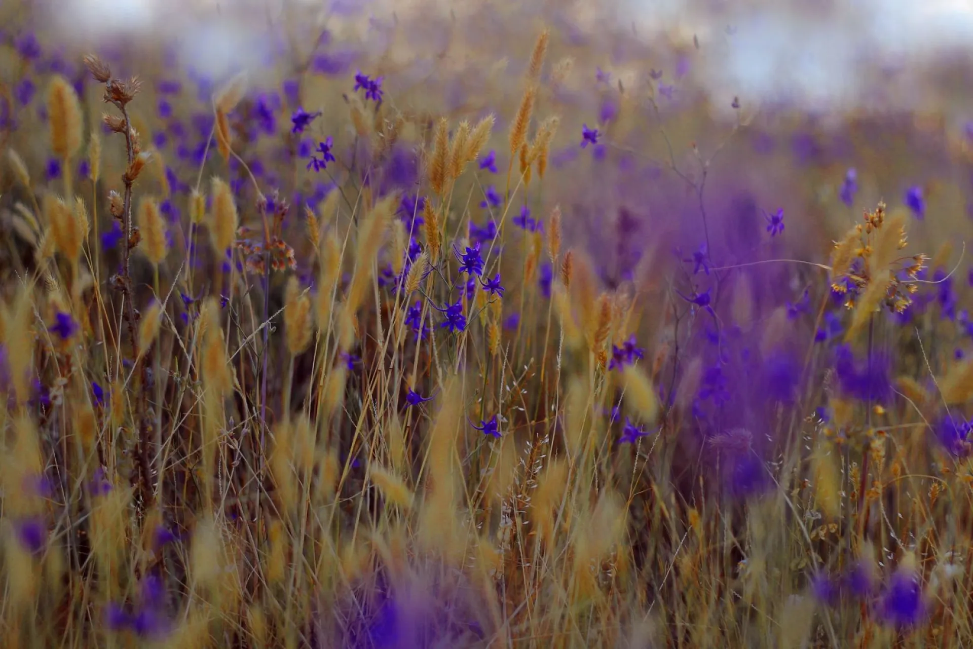 До +25: о погоде в Алтайском крае 1 июля