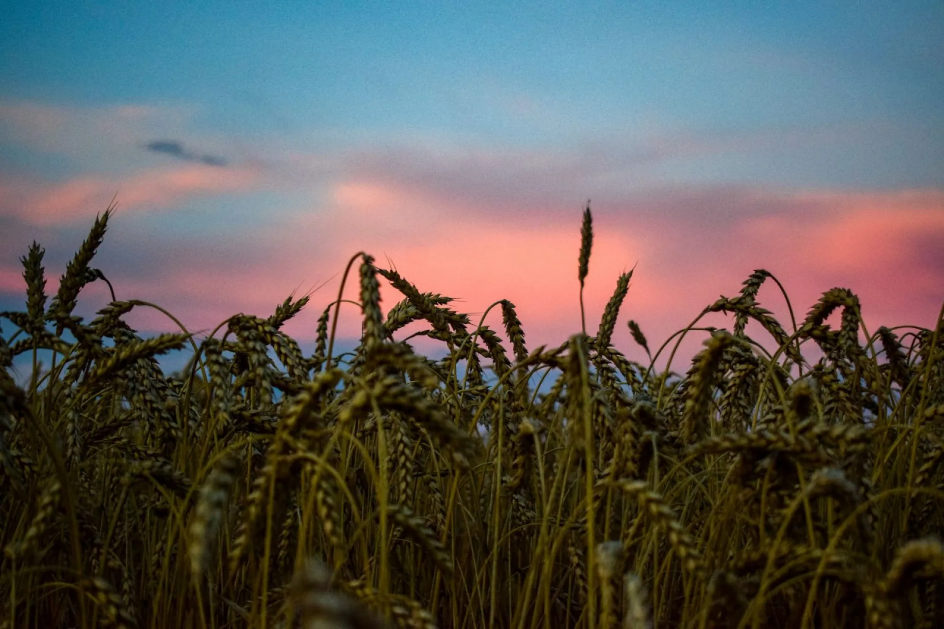 Ольгин день: традиции и приметы на 24 июля Ольгин день: традиции и приметы на 24 июля