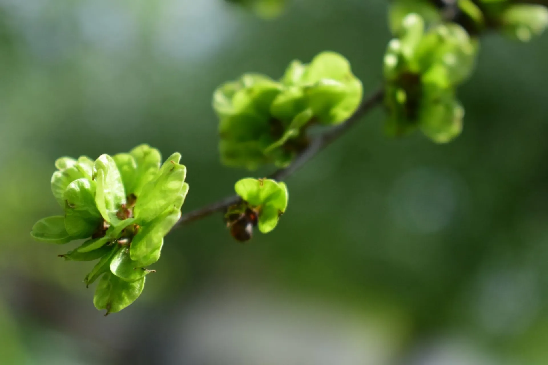 Антоний Громоносец: традиции и приметы на 23 июля Антоний Громоносец: традиции и приметы на 23 июля
