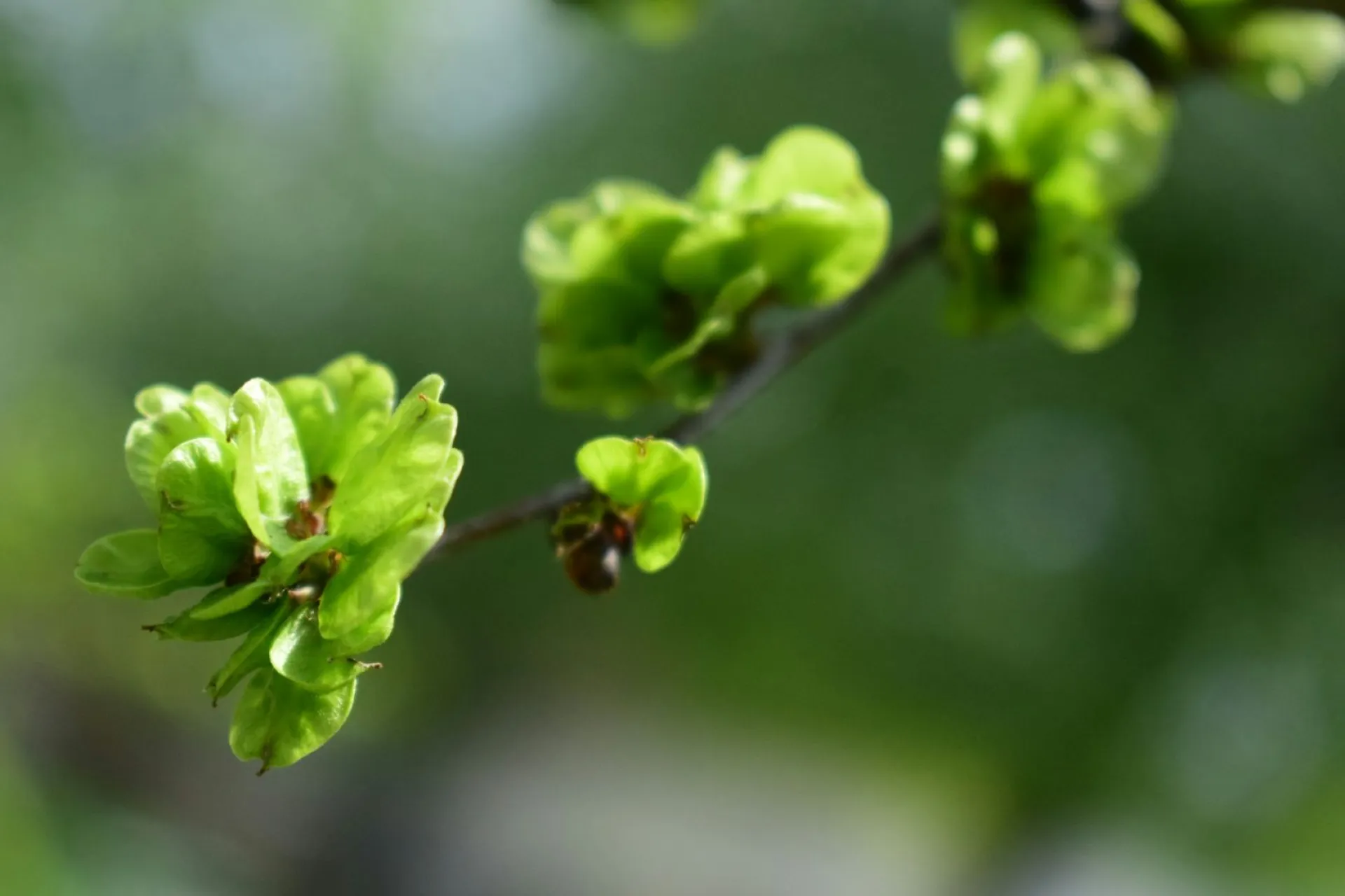 Евдокия Свистунья: традиции и приметы на 30 мая Евдокия Свистунья: традиции и приметы на 30 мая