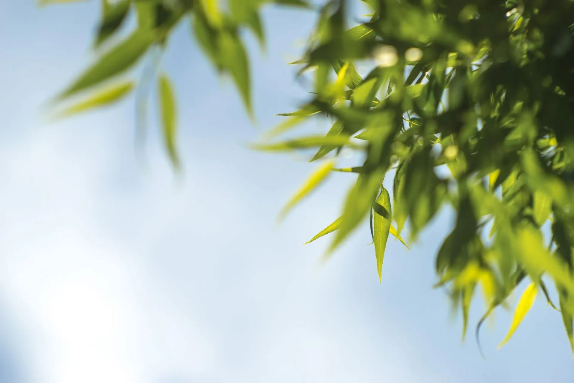 Тихонов день: традиции и приметы на 29 июня Тихонов день: традиции и приметы на 29 июня