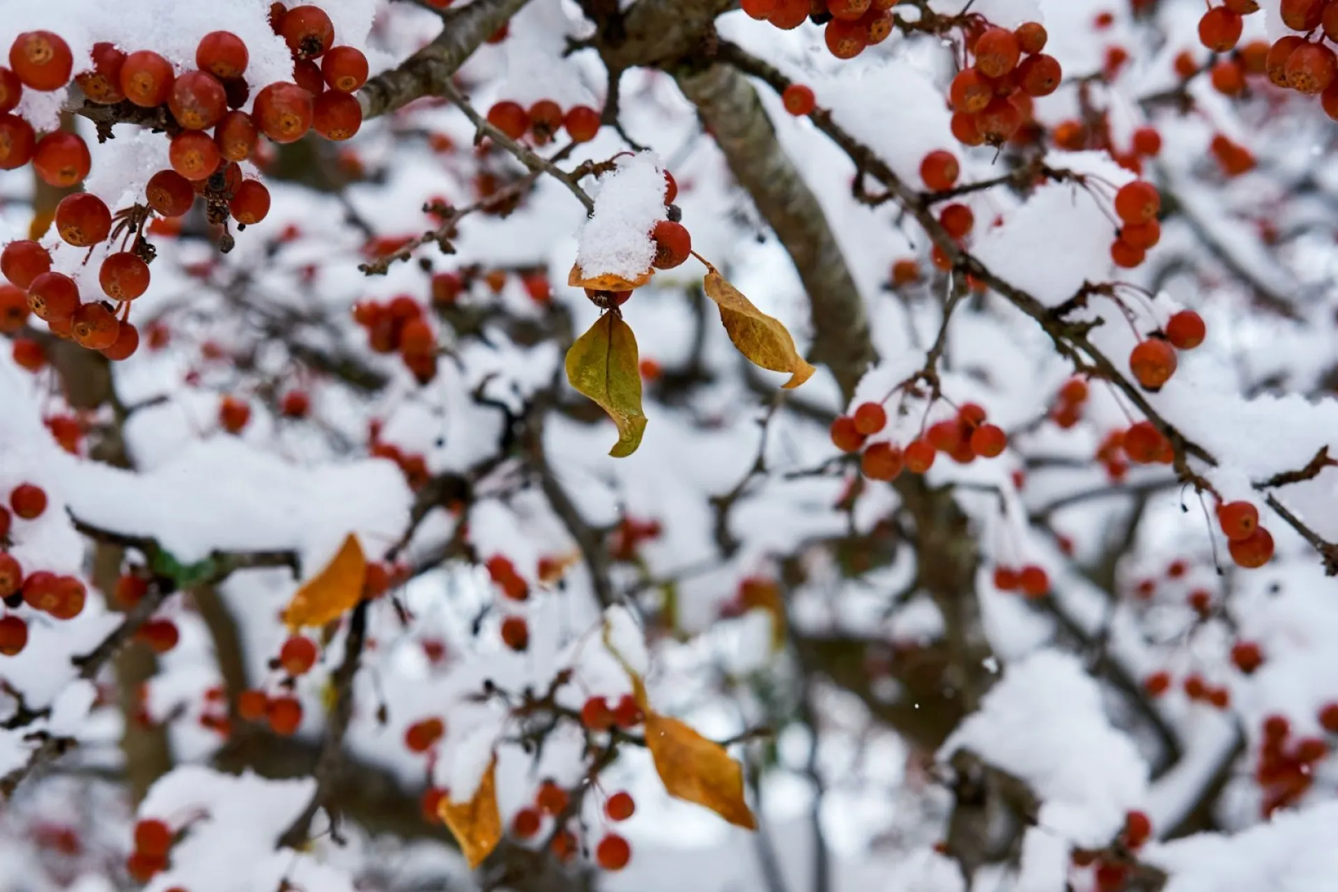 Тарас-кумашник: традиции и приметы на 10 марта Тарас-кумашник: традиции и приметы на 10 марта