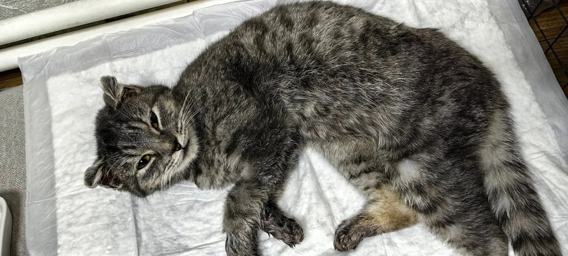 Замерзшего под машиной кота спасли в Новосибирске Замерзшего под машиной кота спасли в Новосибирске