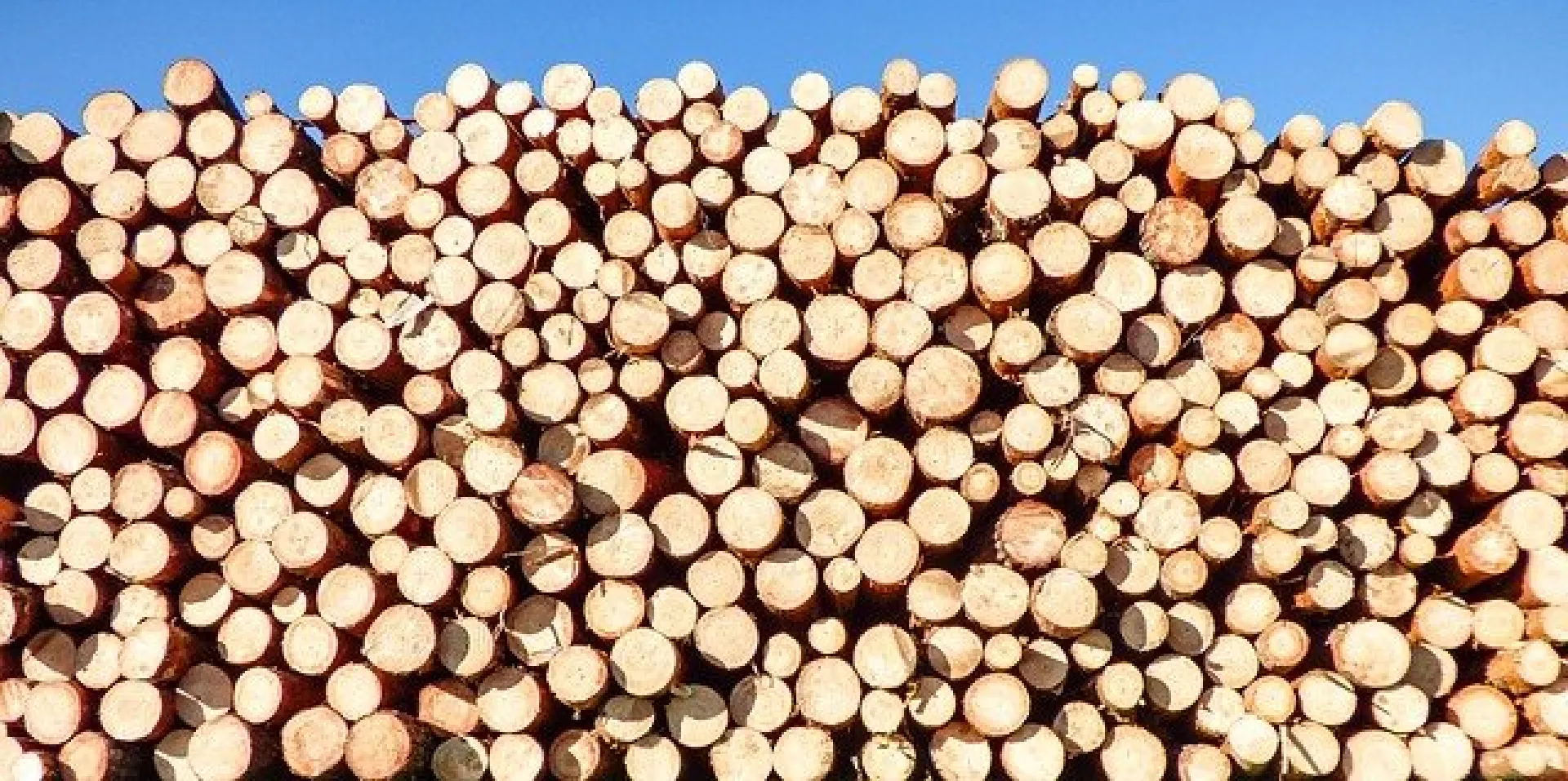 Из Алтайского края стали чаще вывозить древесину Из Алтайского края стали чаще вывозить древесину