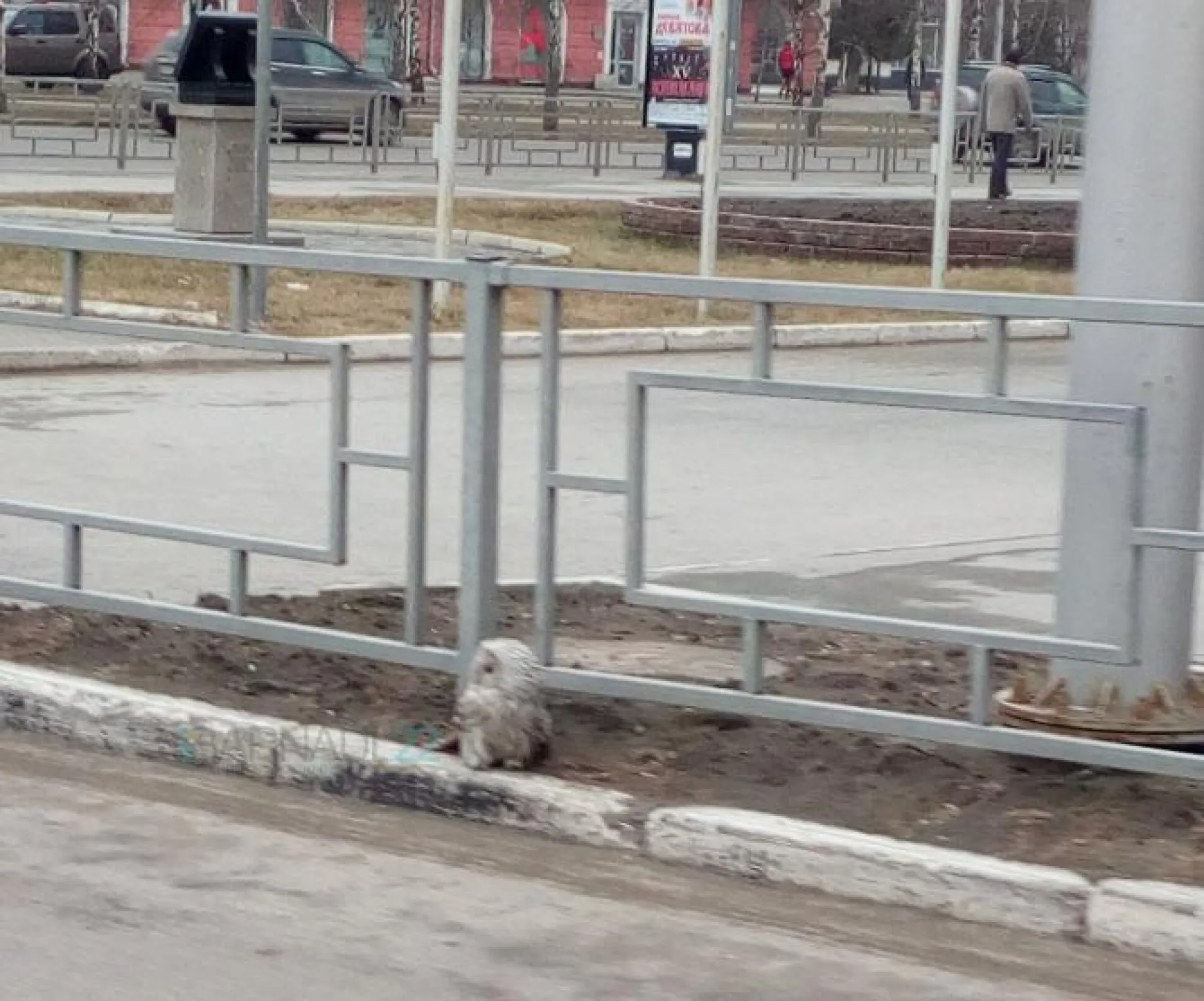 Сову заметили в центре Барнаула 