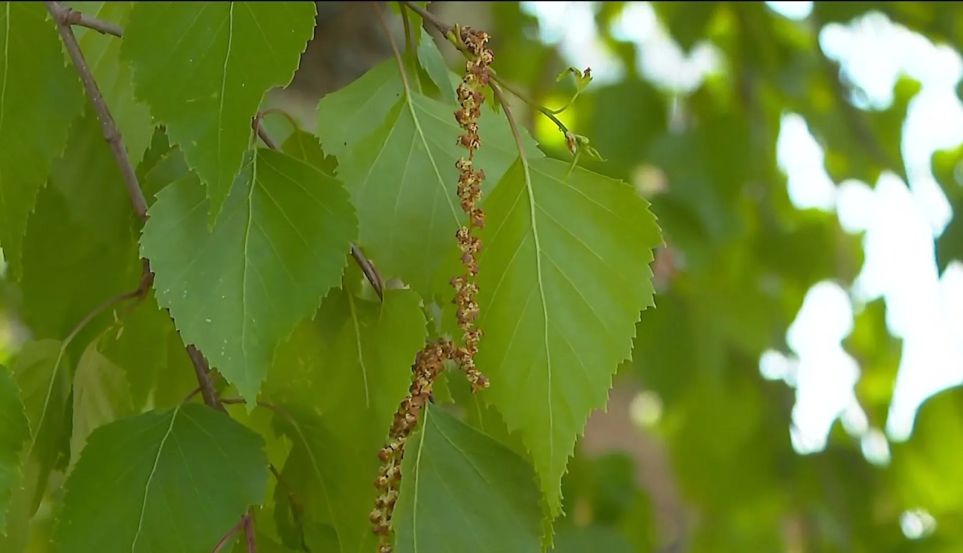 Заложен Петропавловский собор: что интересного происходило в Алтайском крае 4 июля?