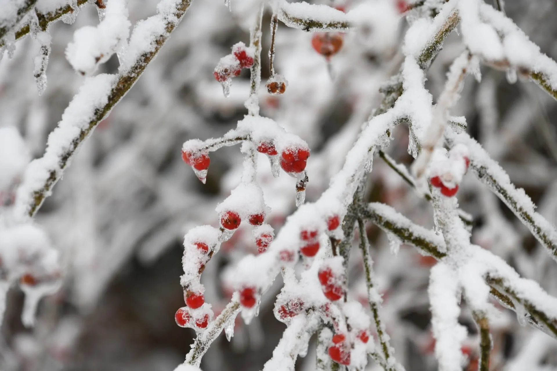 Варварин день: традиции и приметы на 17 декабря Варварин день: традиции и приметы на 17 декабря
