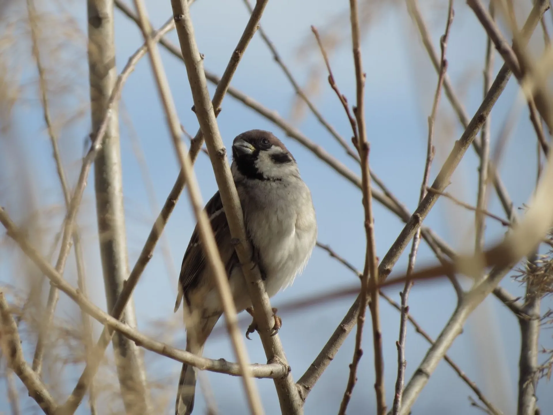 До +7: о погоде в Алтайском крае 30 марта