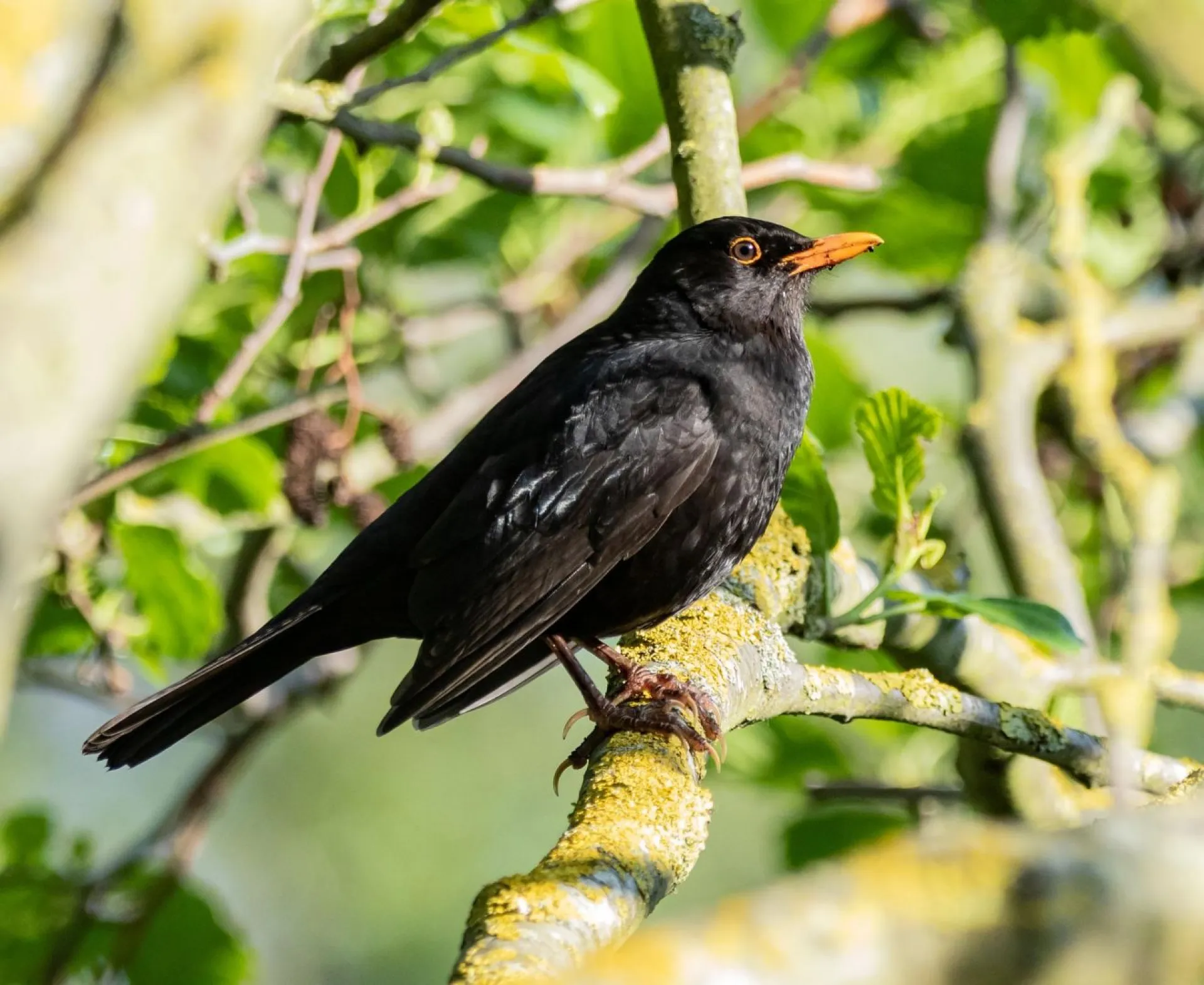 Иванов день: традиции и приметы на 21 мая Иванов день: традиции и приметы на 21 мая