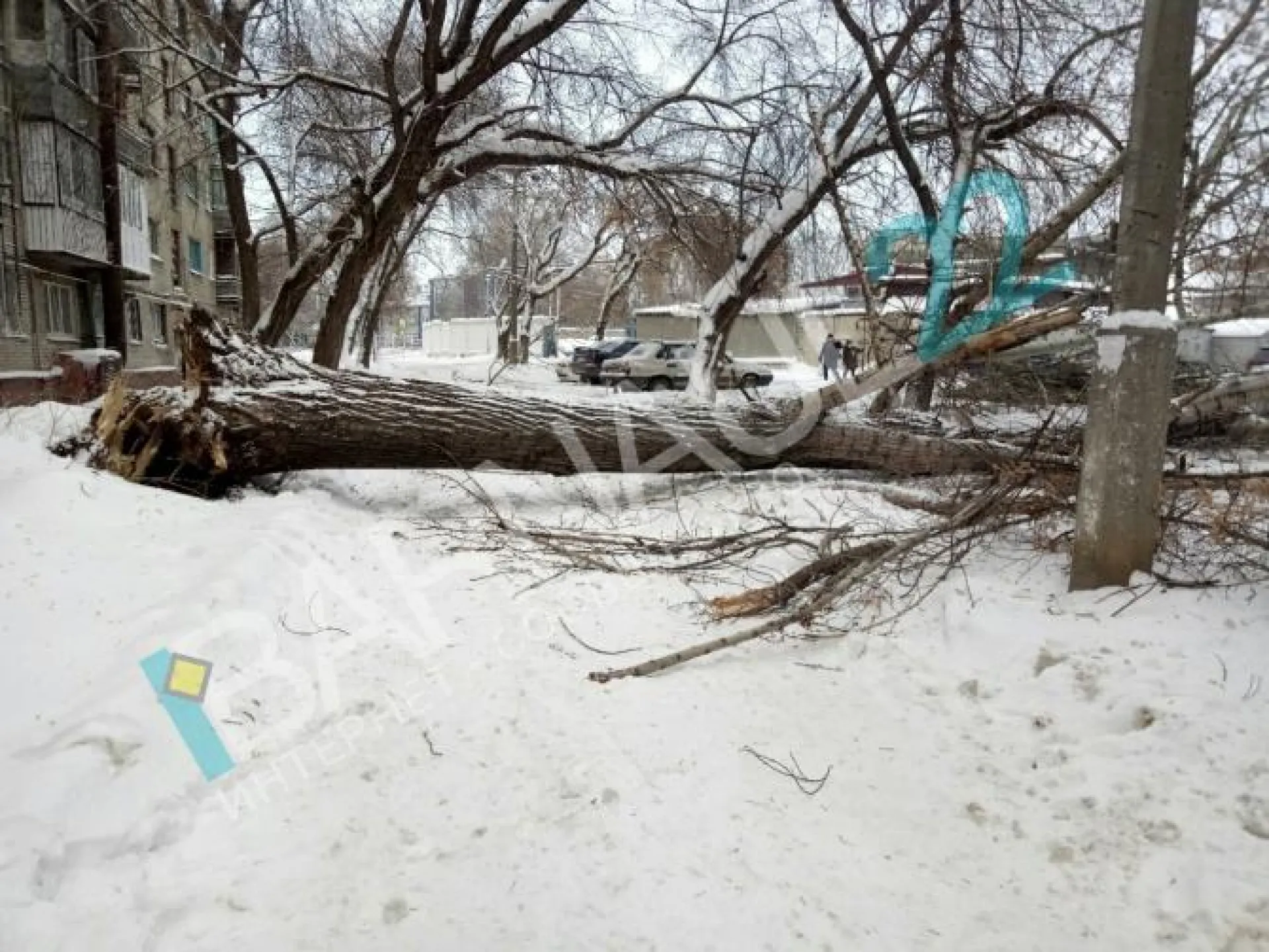 Огромный тополь помял автомобиль в Барнауле