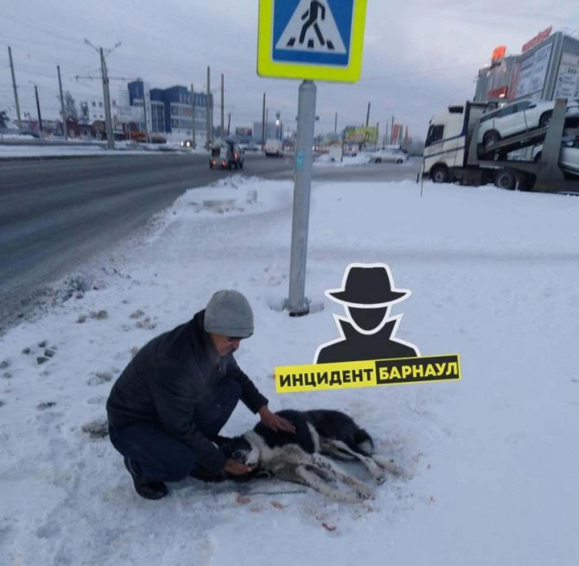 Очевидцы ведут поиски хозяина сбитой в Барнауле собаки Очевидцы ведут поиски хозяина сбитой в Барнауле собаки