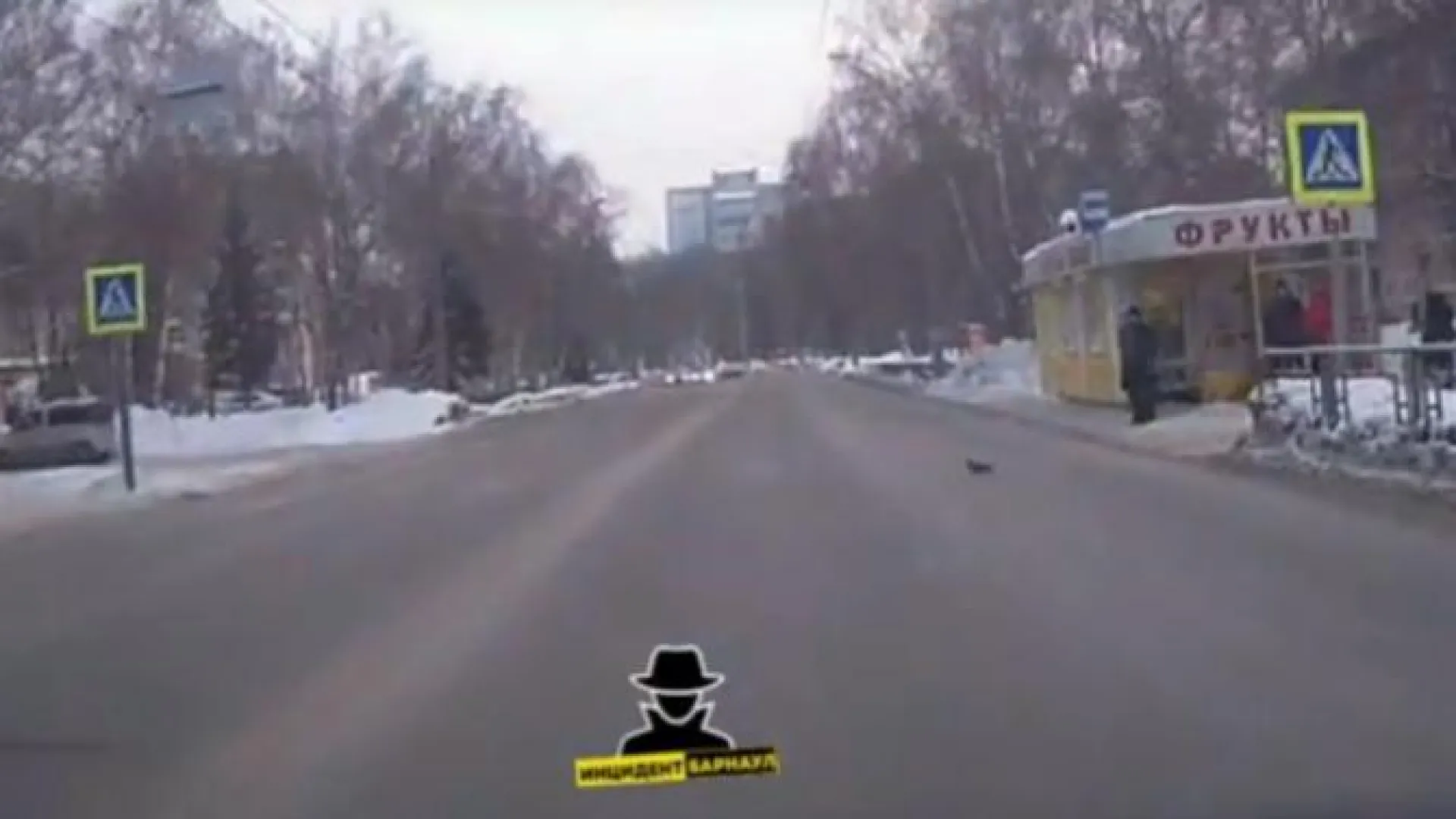 Видео: голубь переходит дорогу по зебре в Барнауле