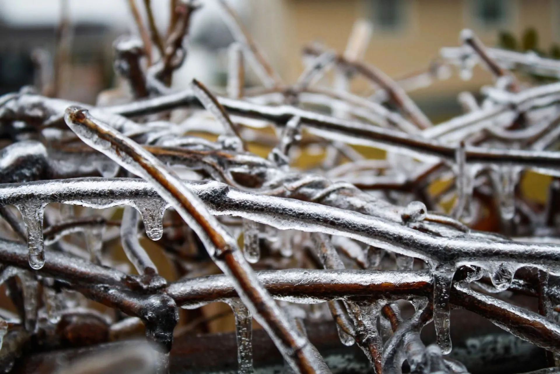 Синичкин день: традиции и приметы на 12 ноября Синичкин день: традиции и приметы на 12 ноября