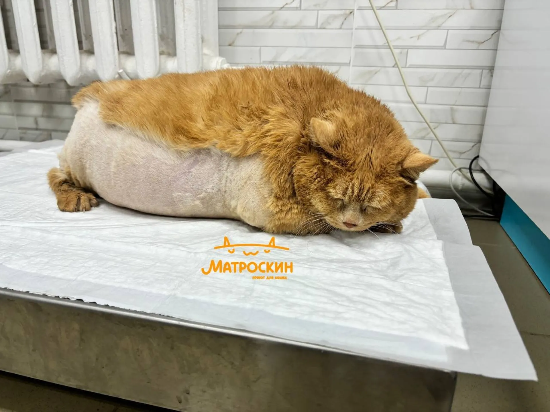 17-килограммовый кот Крошик попытался сбежать из приюта, но застрял в обувнице