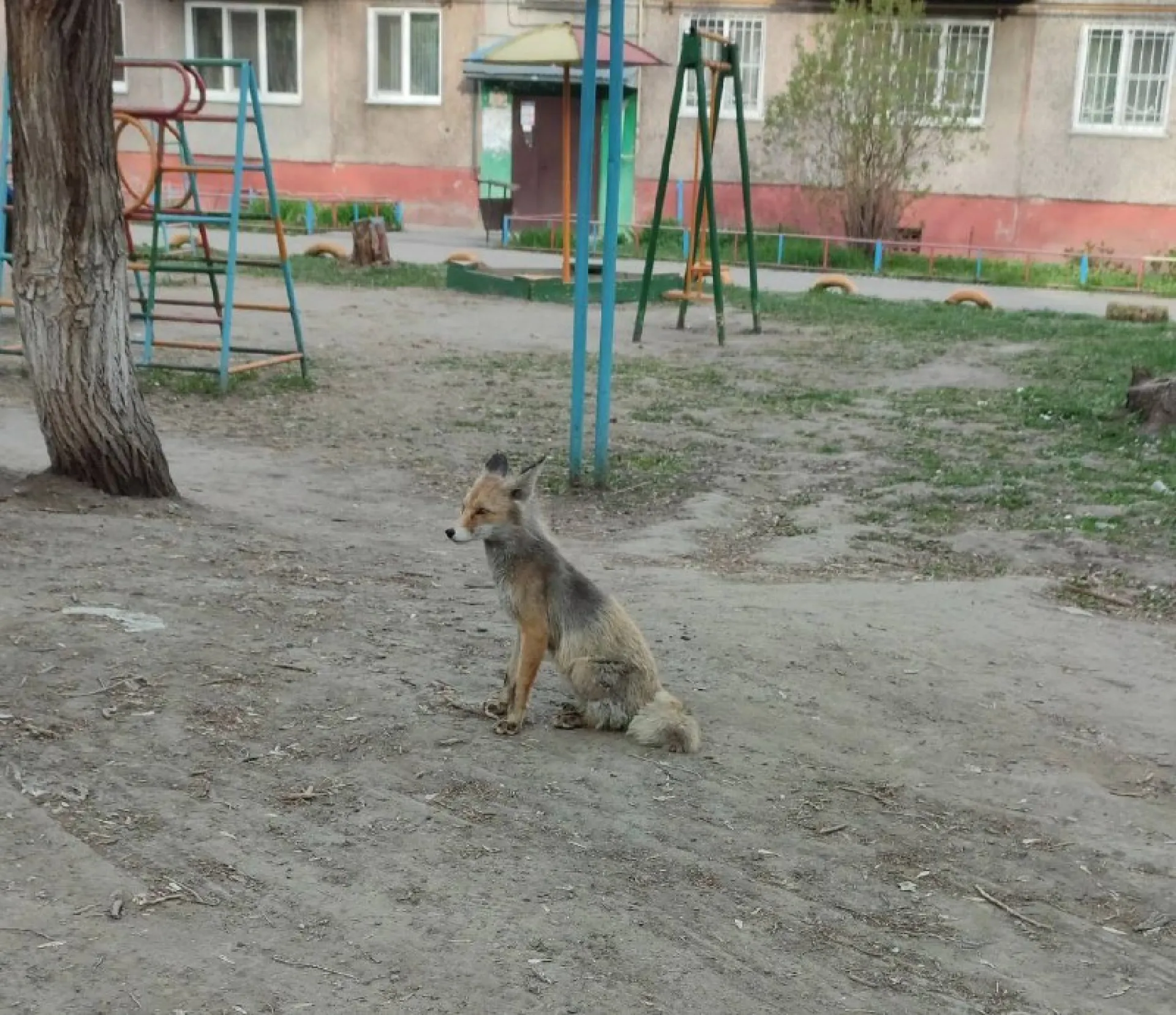 Лисицу, сидящую на детской площадке, заметили барнаульцы