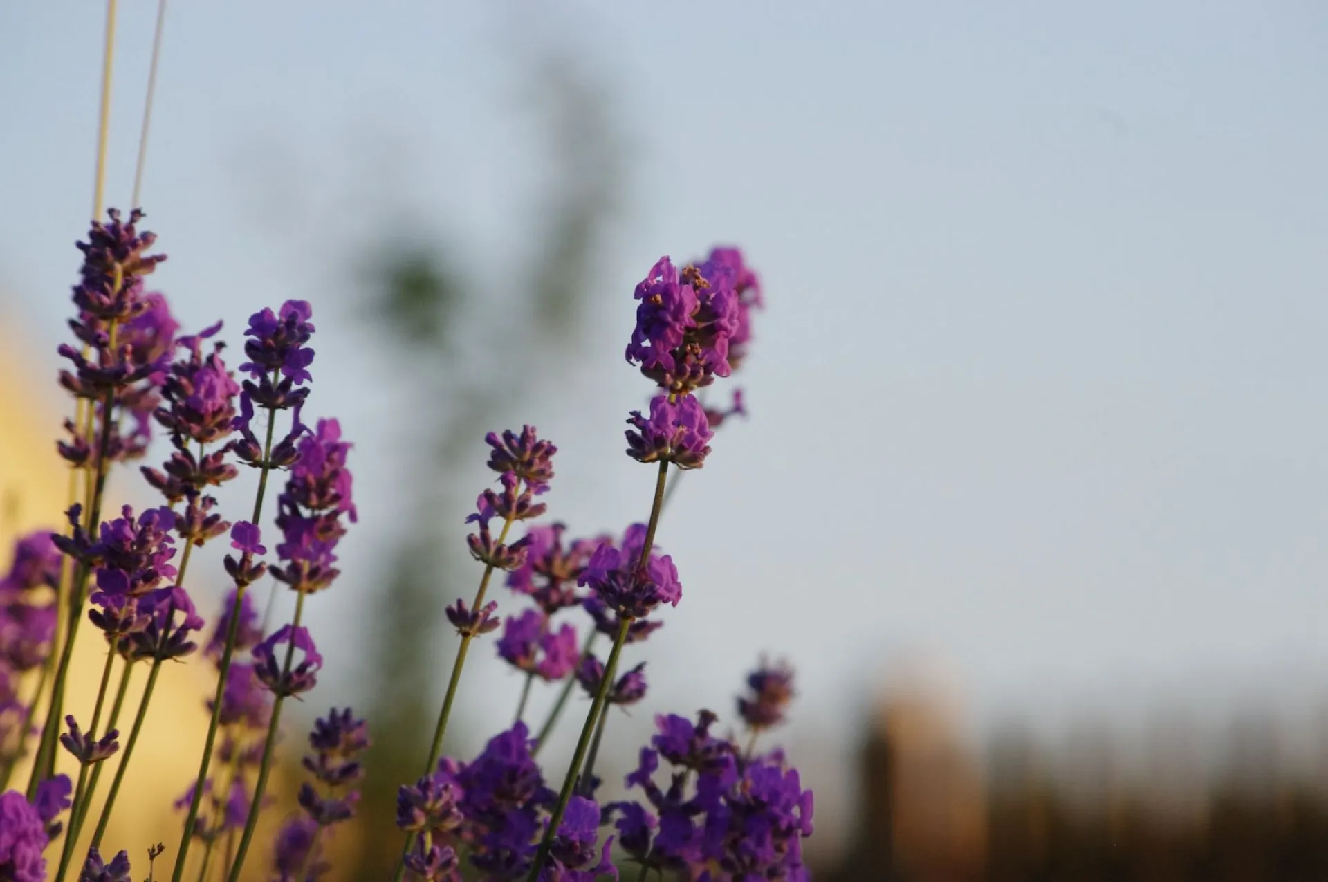 До +30: о погоде в Алтайском крае 7 августа До +30: о погоде в Алтайском крае 7 августа