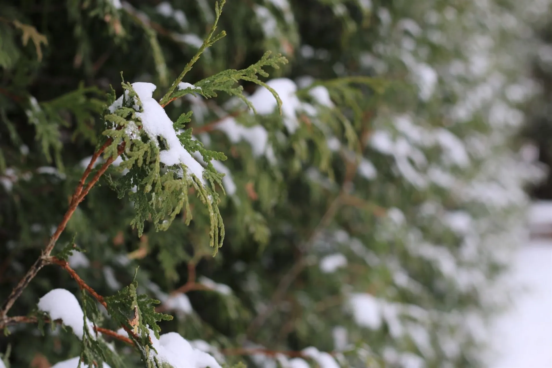 Снег: о погоде в Алтайском крае 12 ноября Снег: о погоде в Алтайском крае 12 ноября