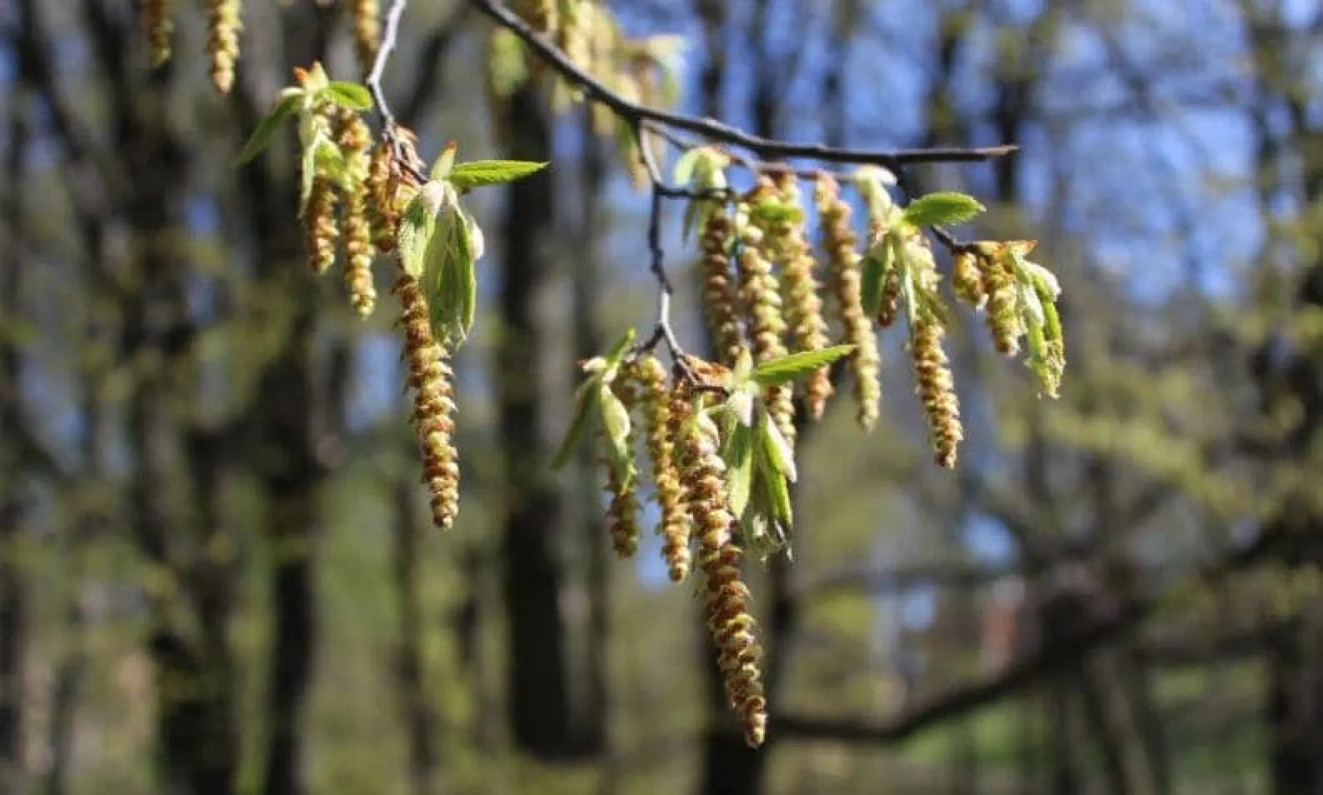 Иосиф Песнопевец: традиции и приметы на 17 апреля Иосиф Песнопевец: традиции и приметы на 17 апреля