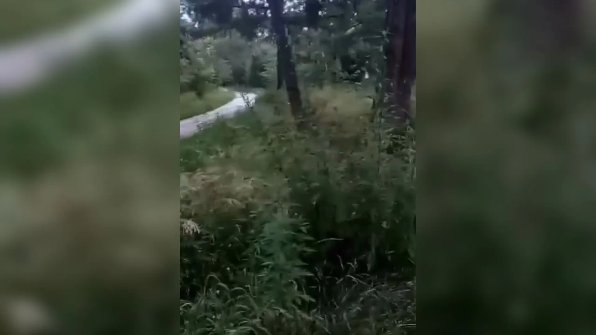 Мизюлинская роща в Барнауле поросла коноплёй