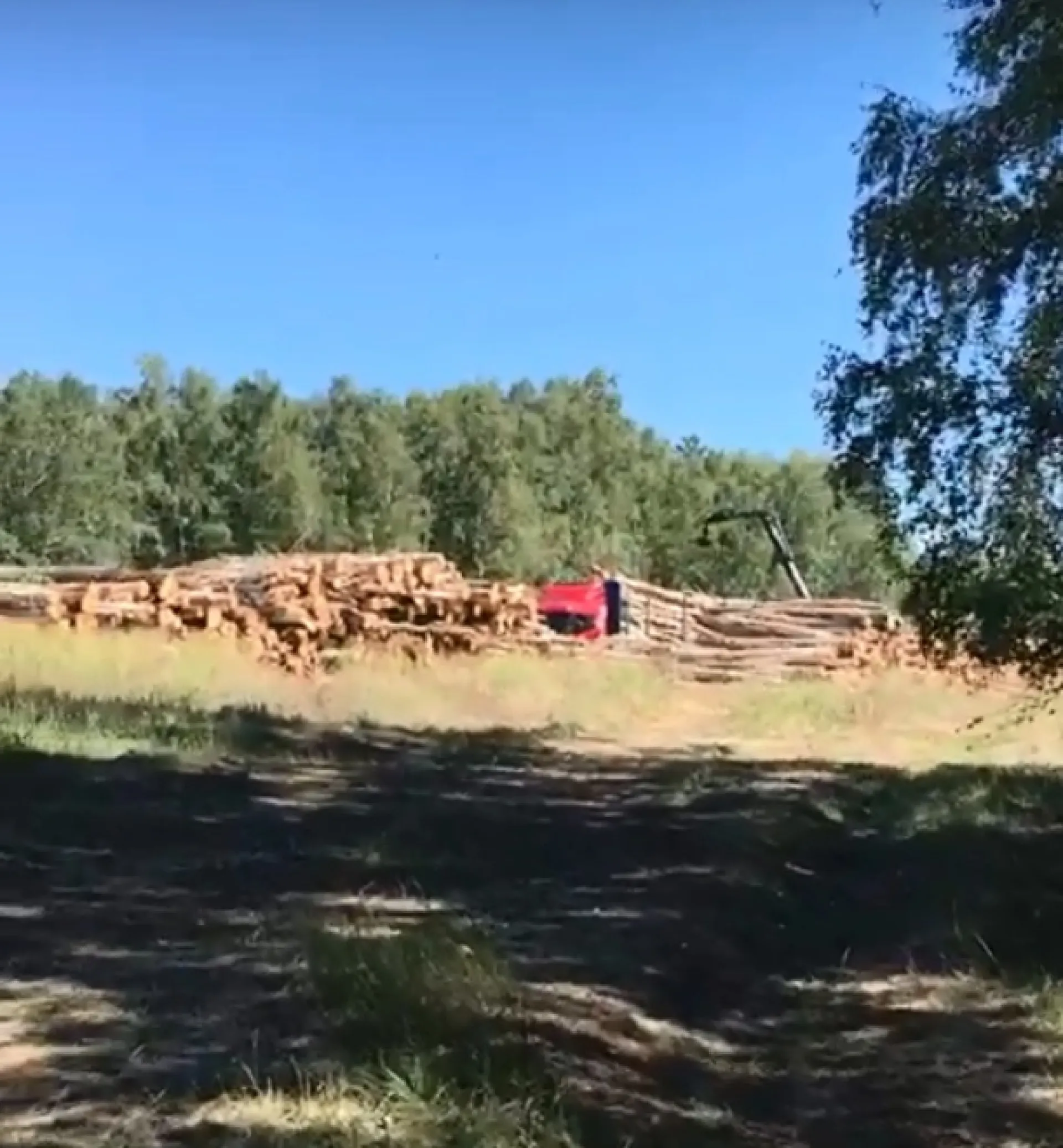 «Одни пеньки остались»: жители села Тюменцево обеспокоены вырубкой деревьев в Первомайской роще