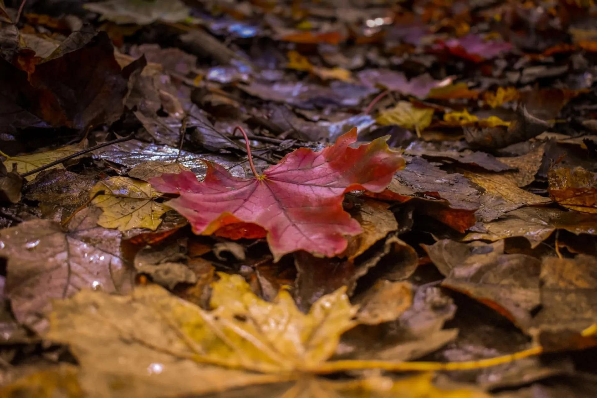 Дождь: о погоде в Алтайском крае 28 сентября Дождь: о погоде в Алтайском крае 28 сентября