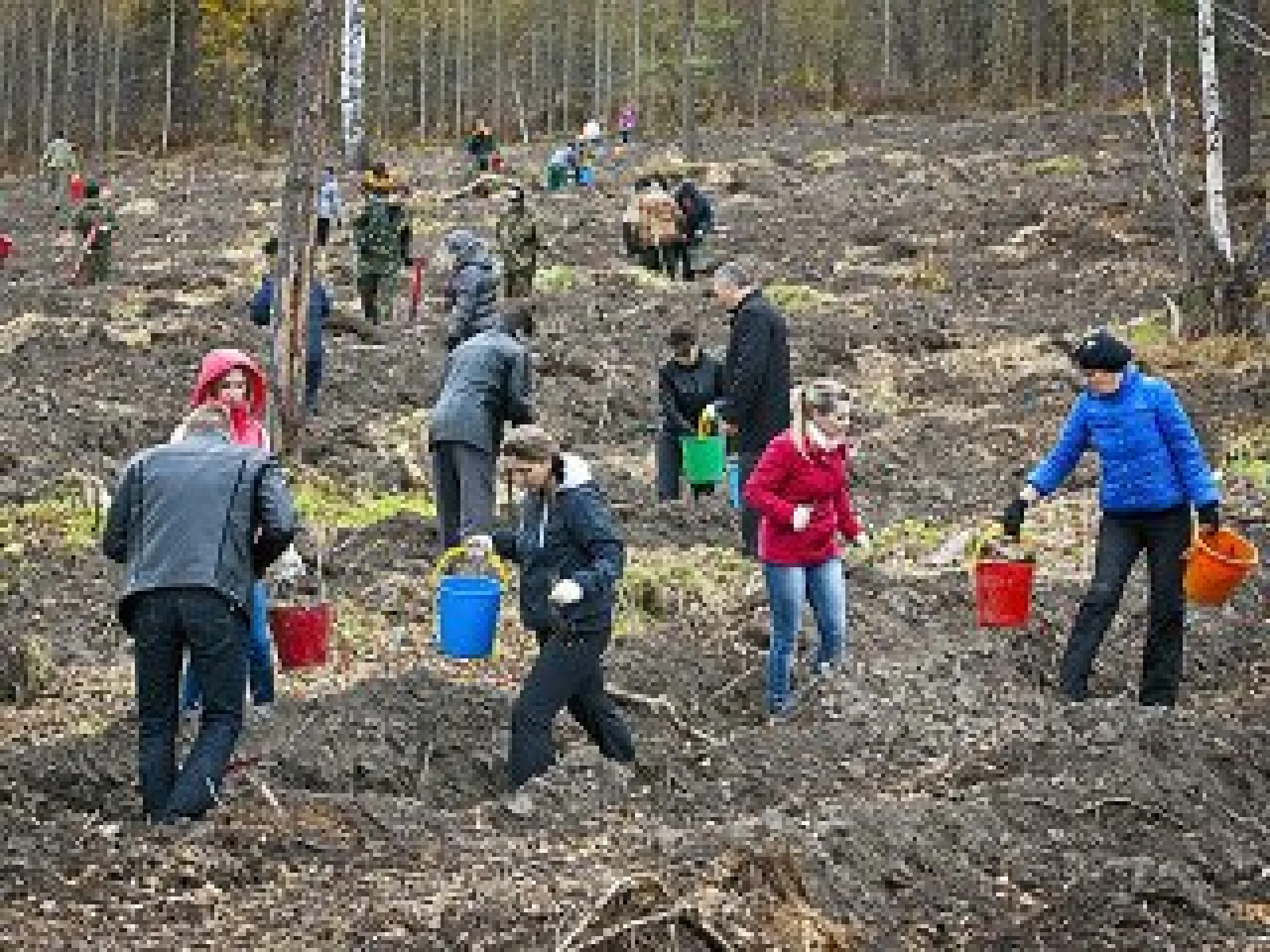 Более 1,7 миллиона сеянцев и саженцев высадили осенью в Алтайском крае Более 1,7 миллиона сеянцев и саженцев высадили осенью в Алтайском крае