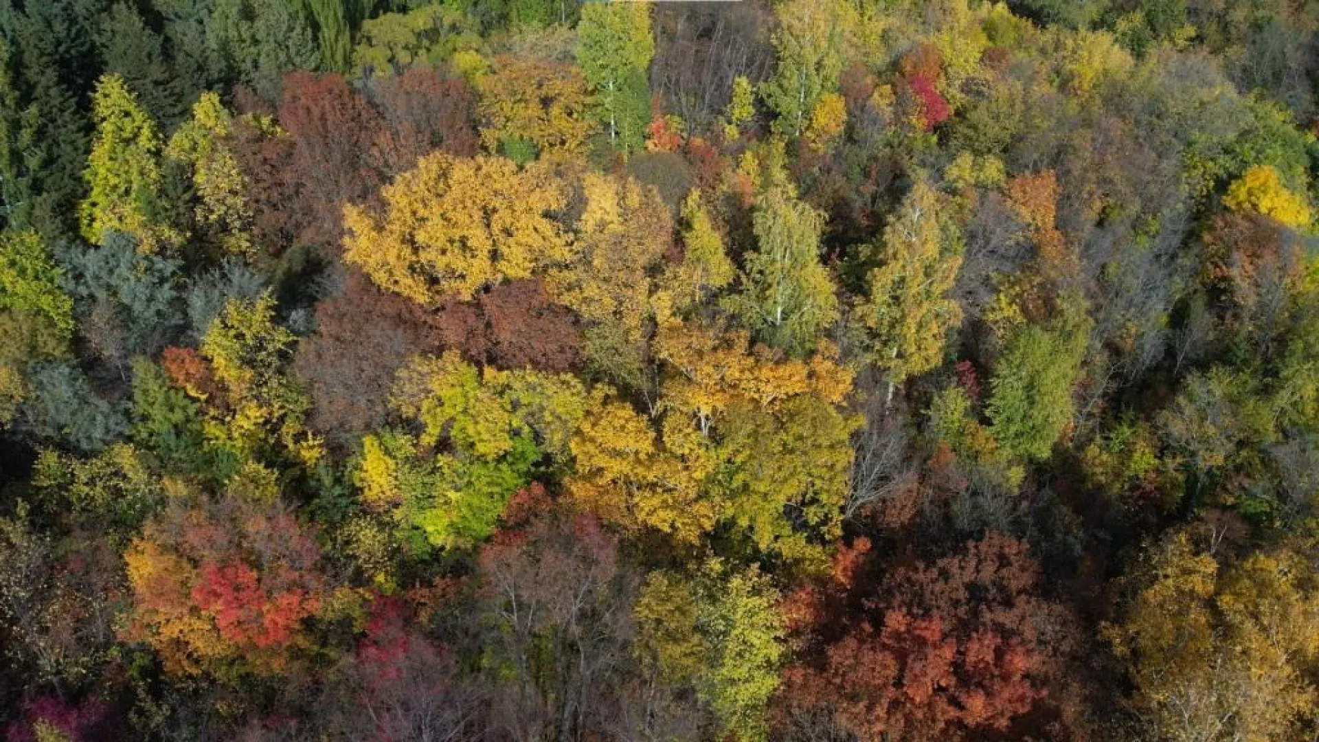 Как обезопасить себя и питомца от клеща