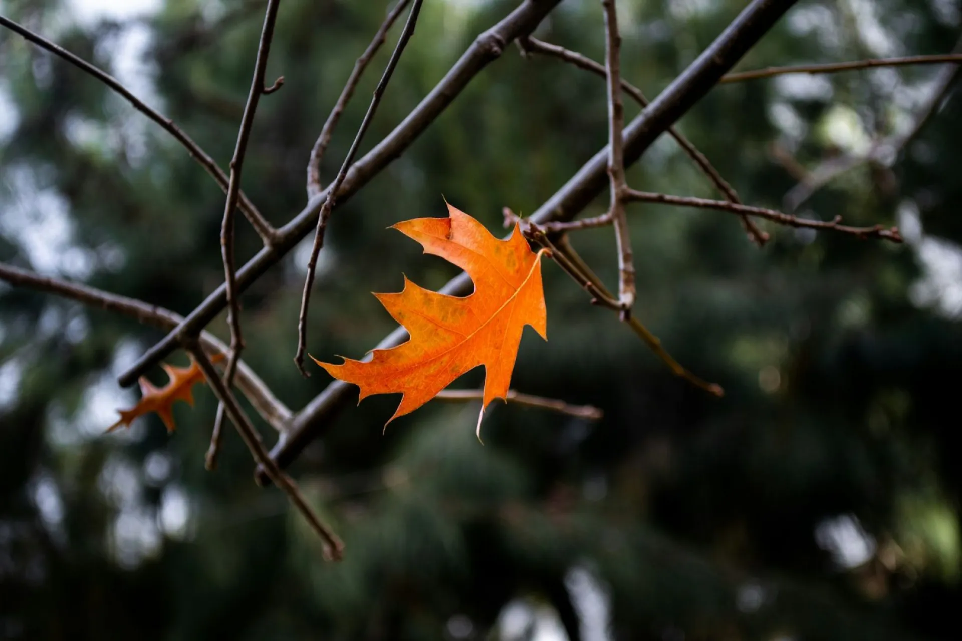 Снег: о погоде в Алтайском крае 30 октября