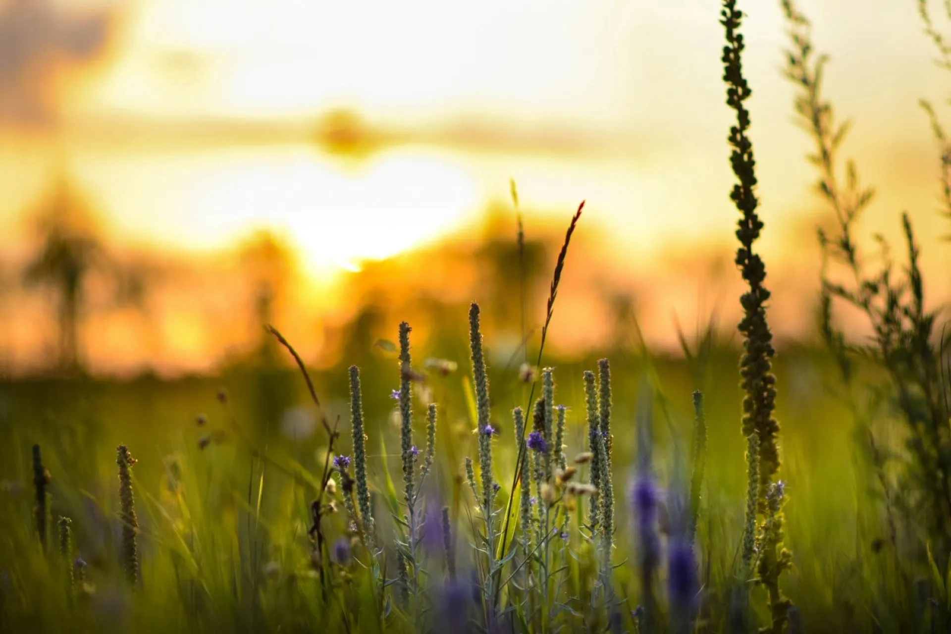 До +34: о погоде в Алтайском крае 3 августа До +34: о погоде в Алтайском крае 3 августа