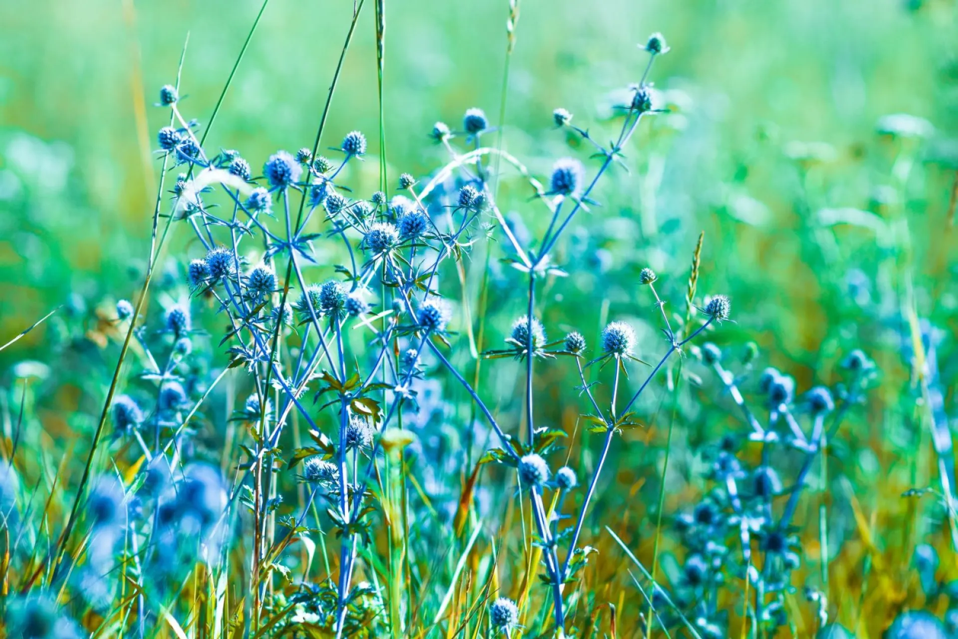 Акулина Гречишница: традиции и приметы на 26 июня Акулина Гречишница: традиции и приметы на 26 июня