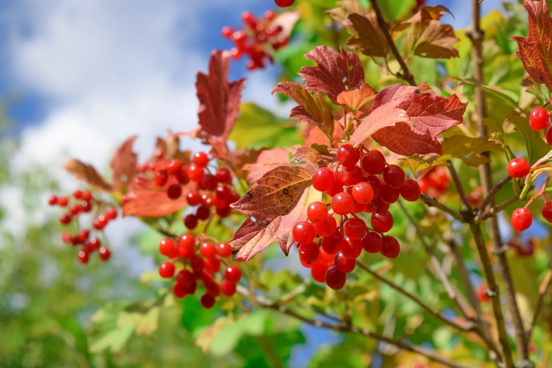Калинов день: традиции и приметы на 11 августа Калинов день: традиции и приметы на 11 августа