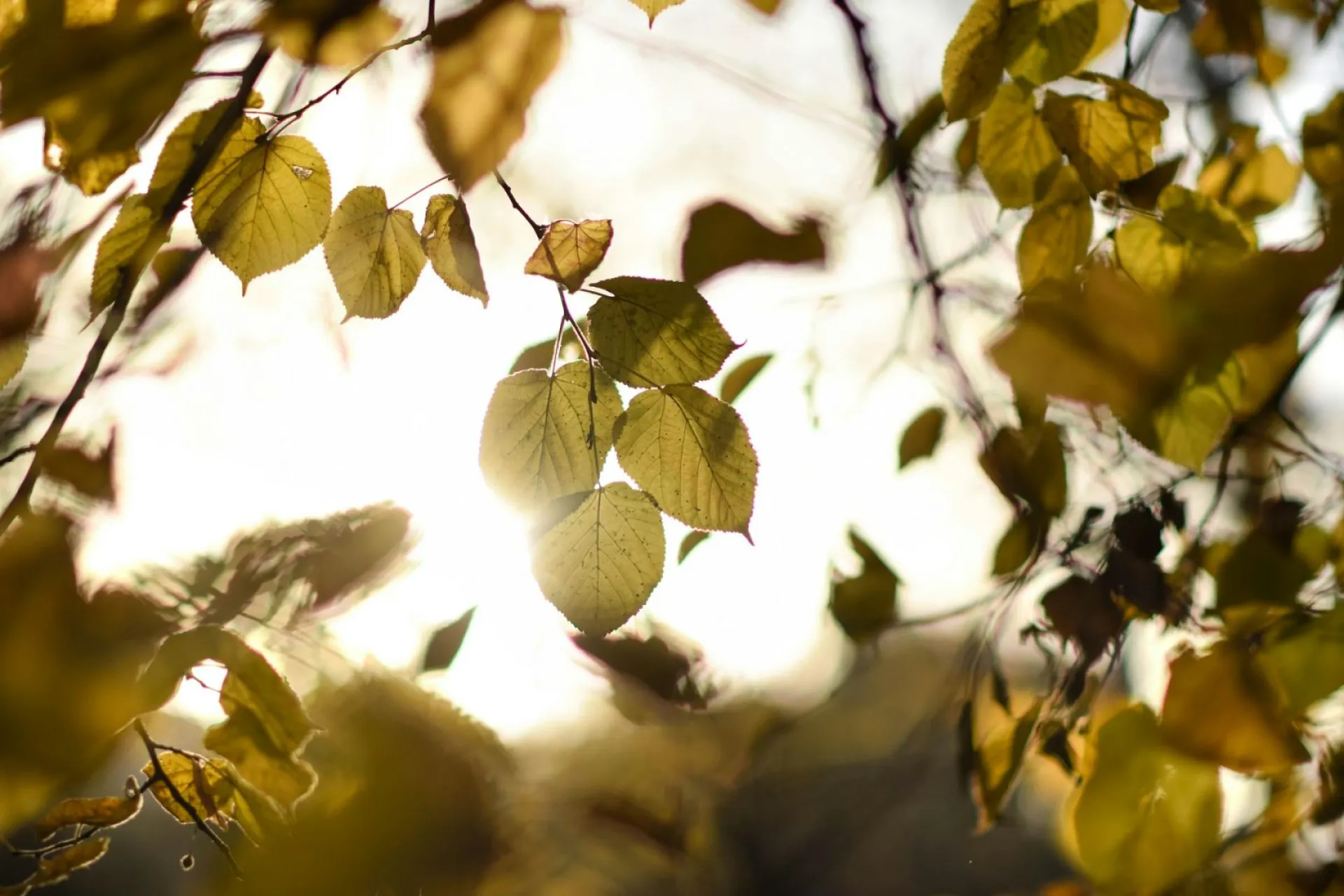 До +17: о погоде в Алтайском крае 13 сентября До +17: о погоде в Алтайском крае 13 сентября