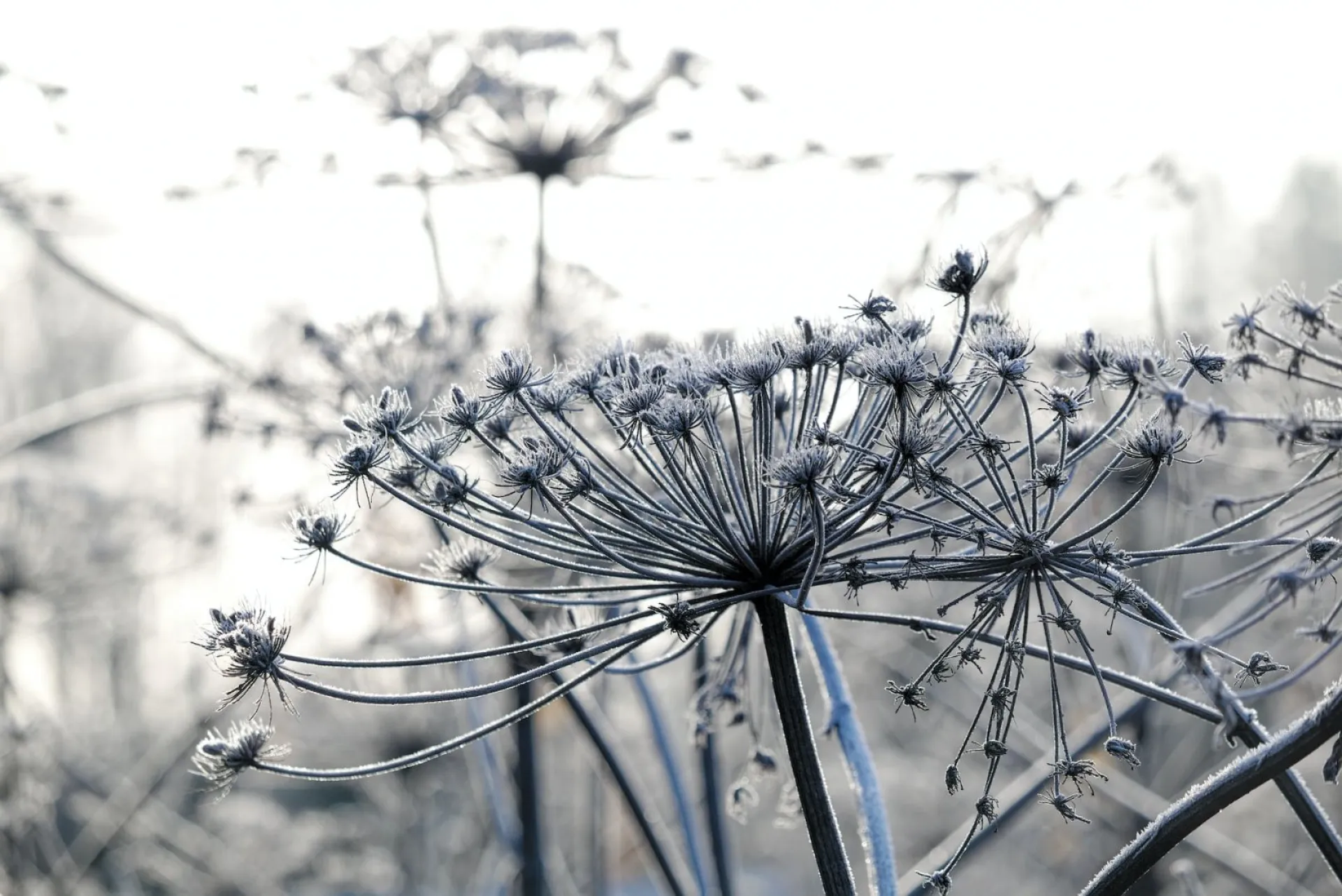 Без осадков: о погоде в Алтайском крае 21 ноября Без осадков: о погоде в Алтайском крае 21 ноября