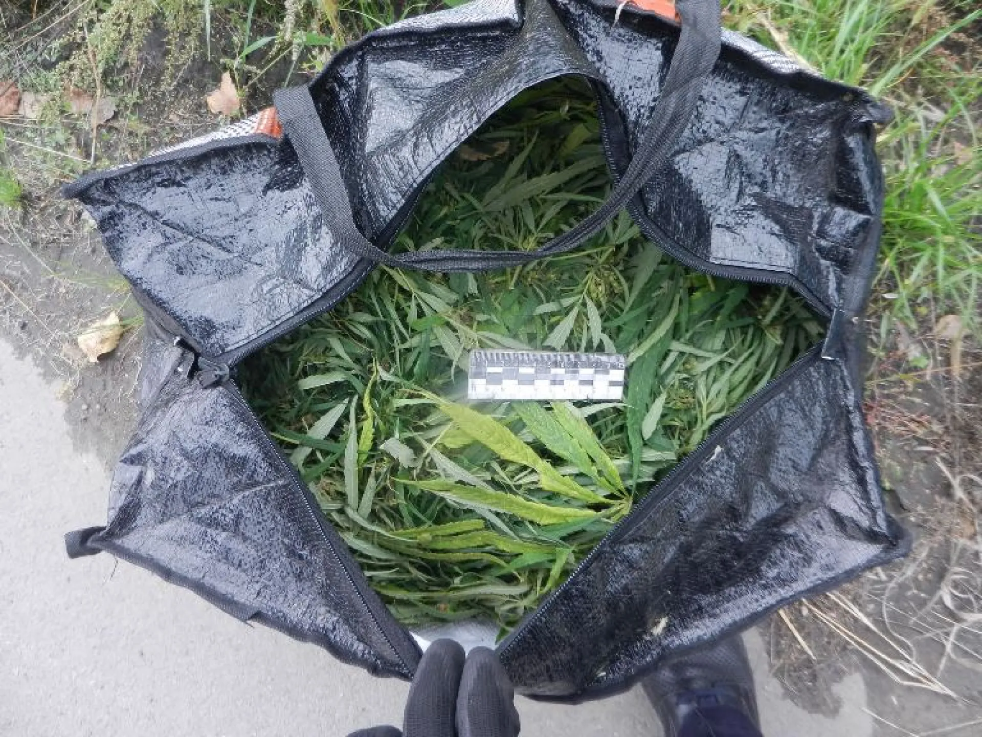 Собирателя конопли задержали в Барнауле 