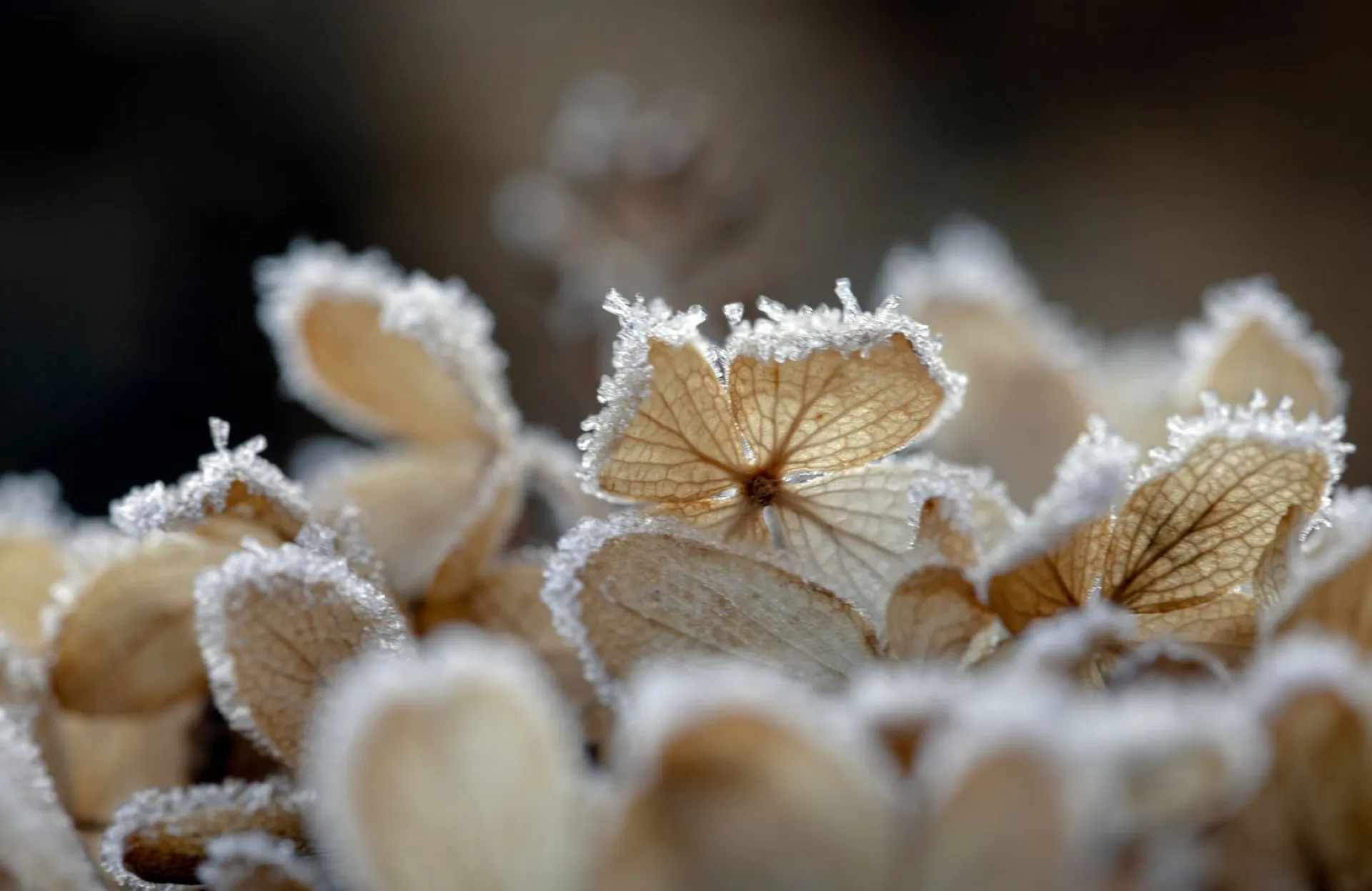 Скорбящая Божья Мать: традиции и приметы на 6 ноября Скорбящая Божья Мать: традиции и приметы на 6 ноября