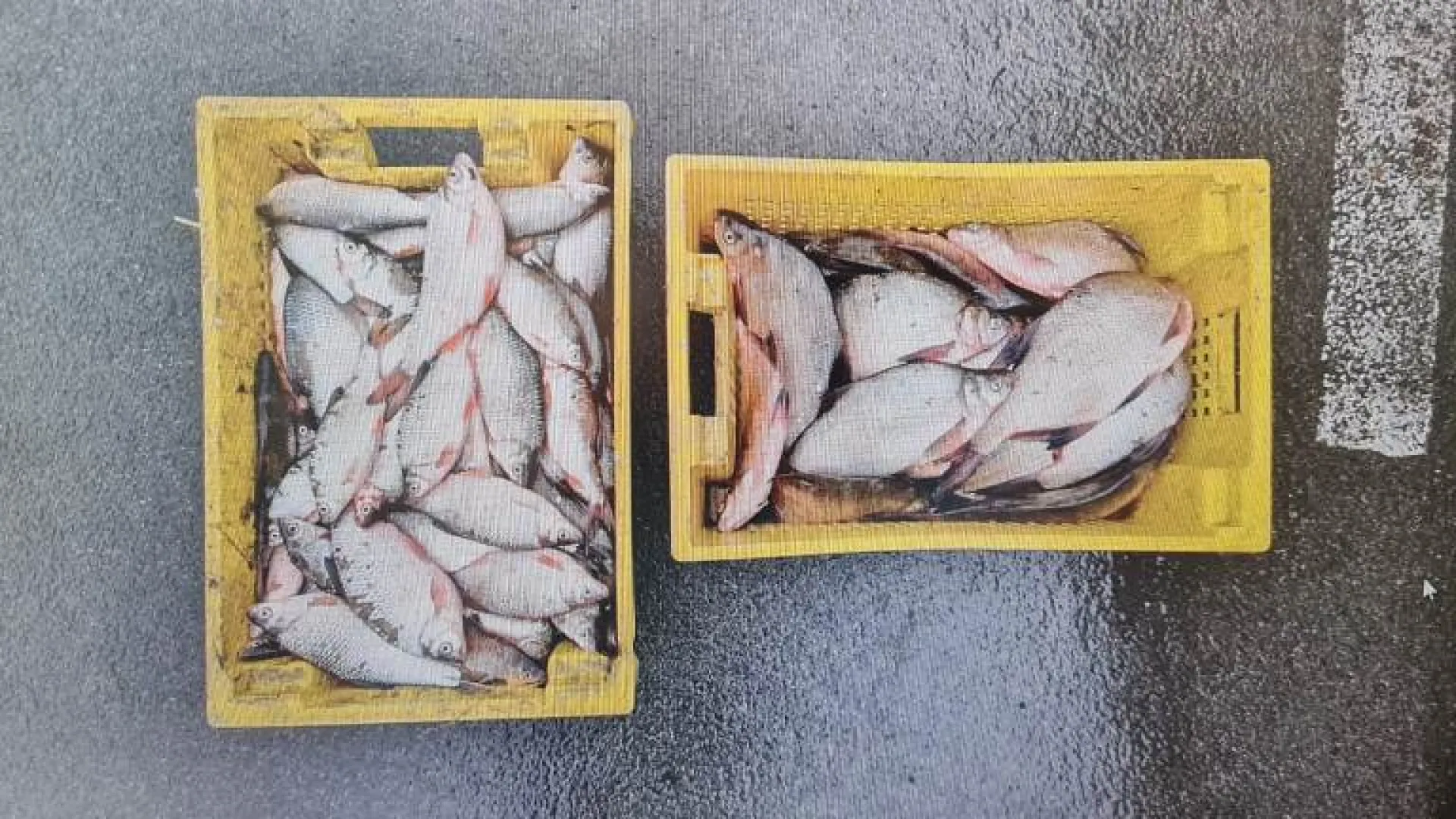 Полицейские поймали браконьера с большим уловом в Алтайском крае