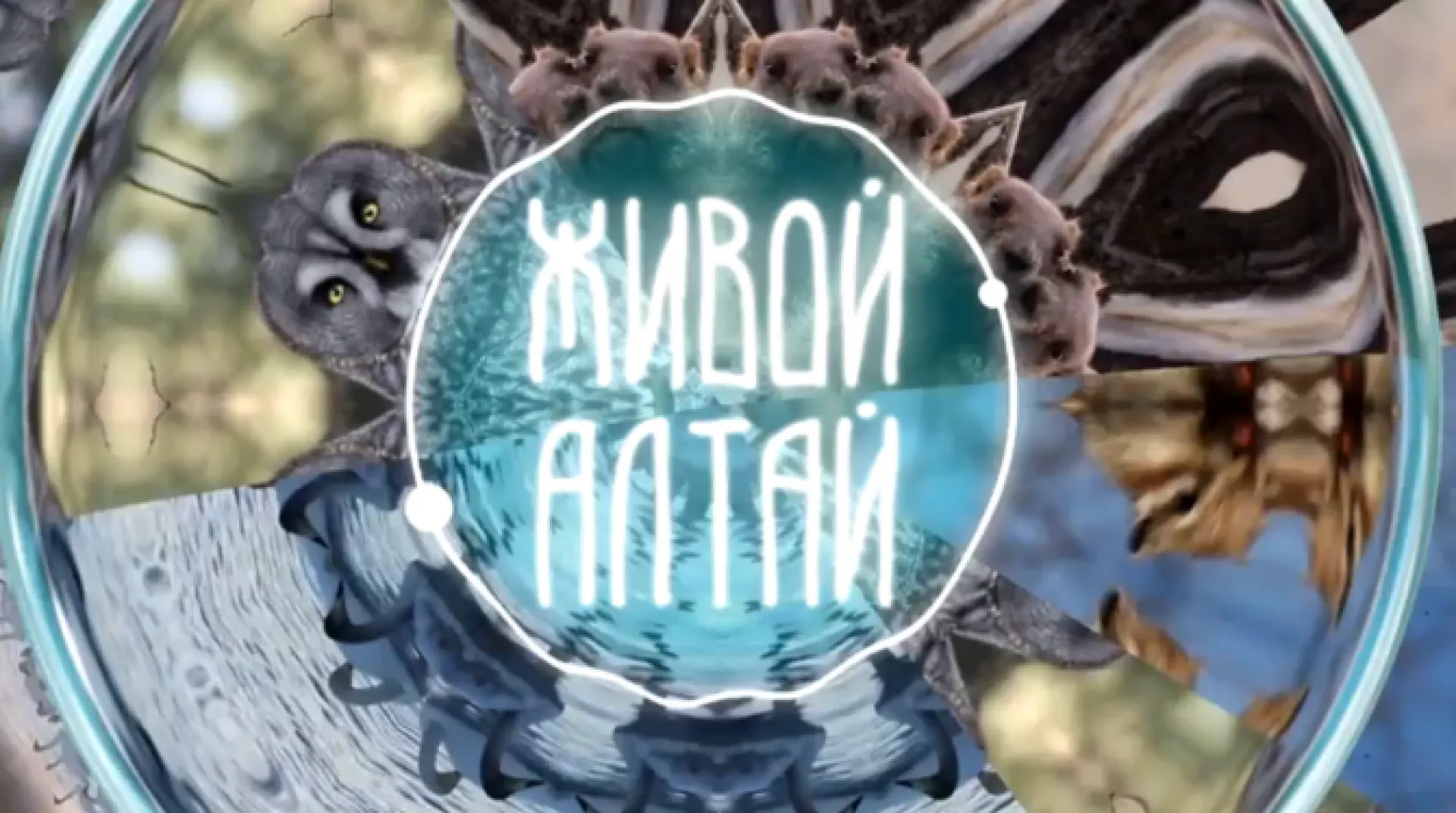 «Живой Алтай»: лебеди-кликуны