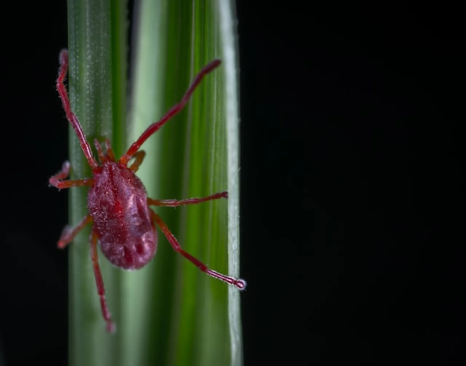 88 человек укусили клещи за прошедшую неделю в Алтайском крае 88 человек укусили клещи за прошедшую неделю в Алтайском крае