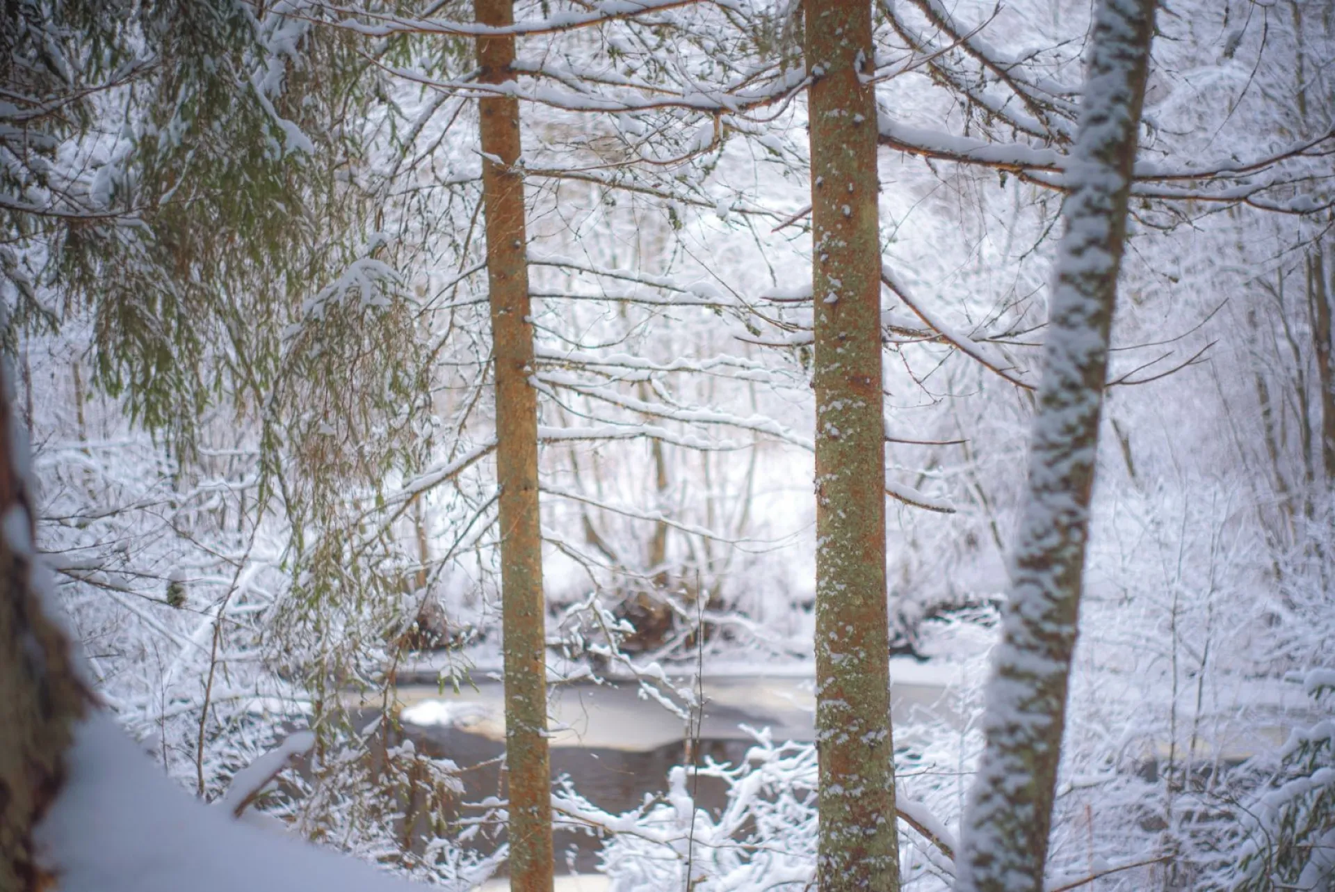 Небольшой снег: о погоде в Алтайском крае 23 ноября Небольшой снег: о погоде в Алтайском крае 23 ноября
