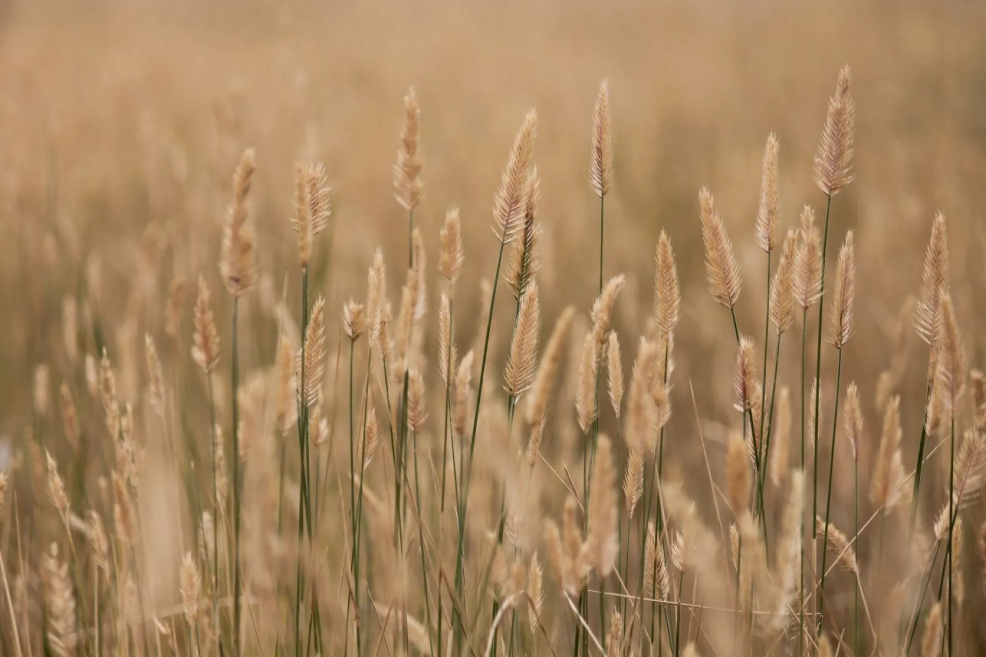 Преимущественно без осадков: о погоде в Алтайском крае 25 июля