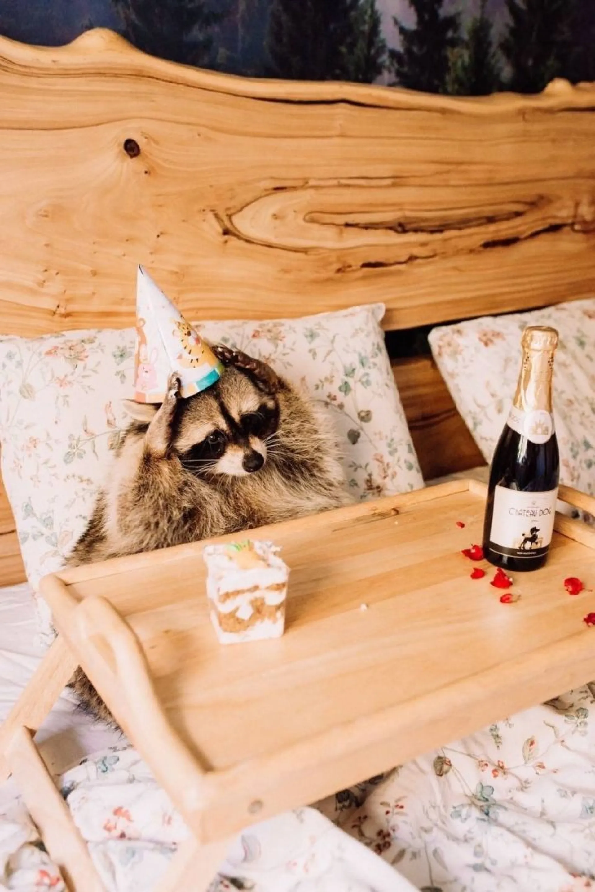 Енот Тёма из Кемерова получил награду за миллион подписчиков Енот Тёма из Кемерова получил награду за миллион подписчиков