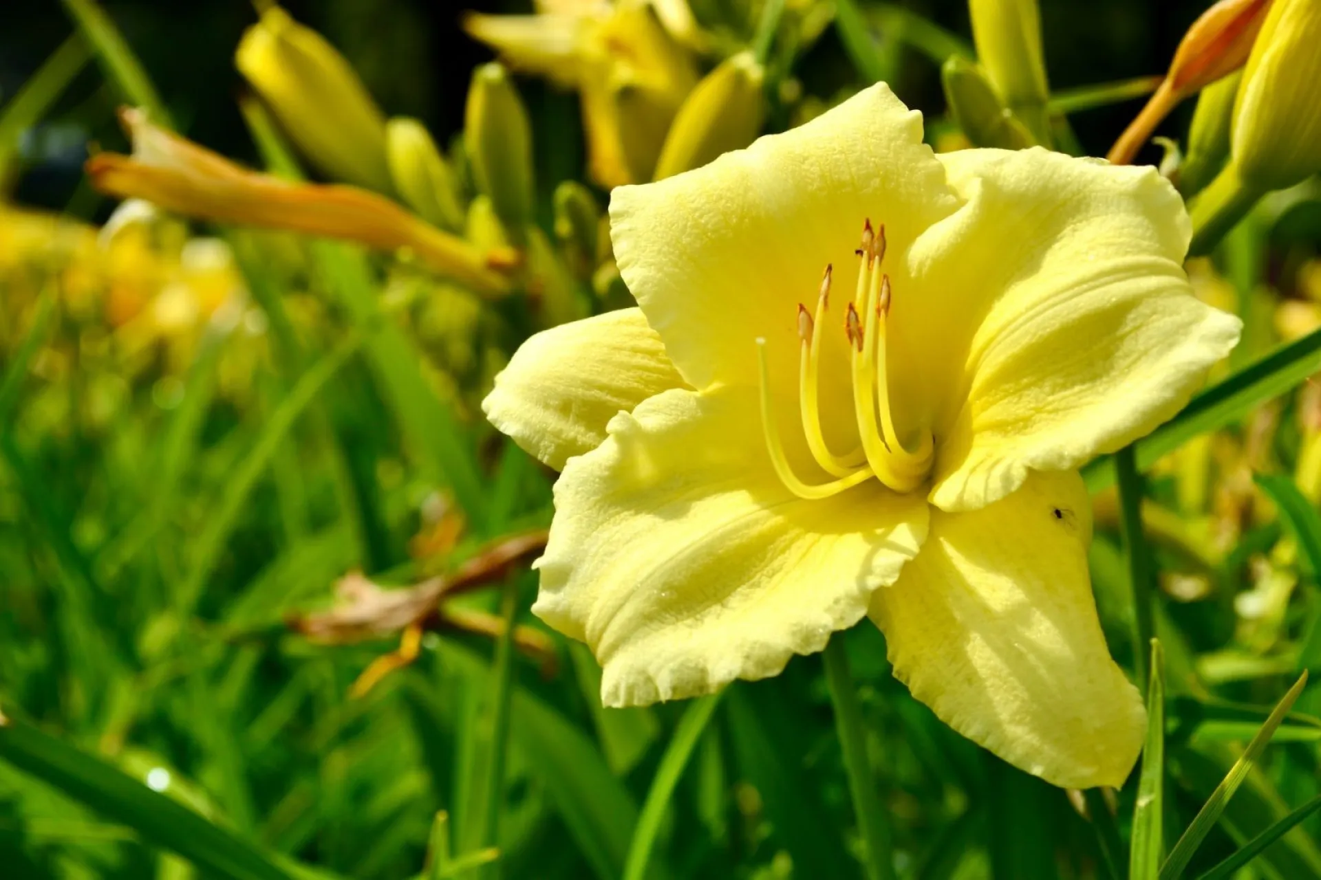 Ермолаев день: традиции и приметы на 8 августа