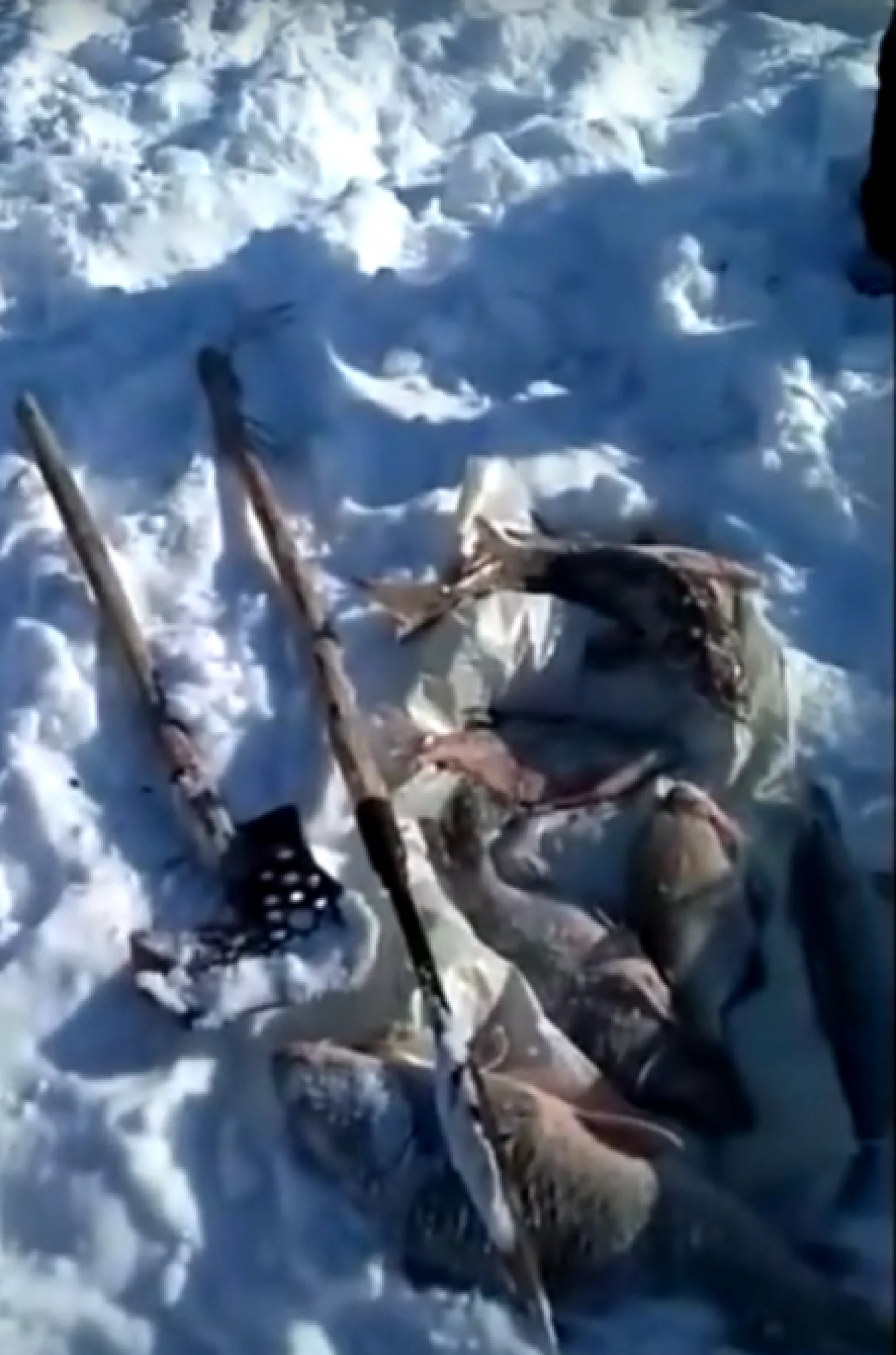 Алтайского рыбака задержали в Новосибирской области