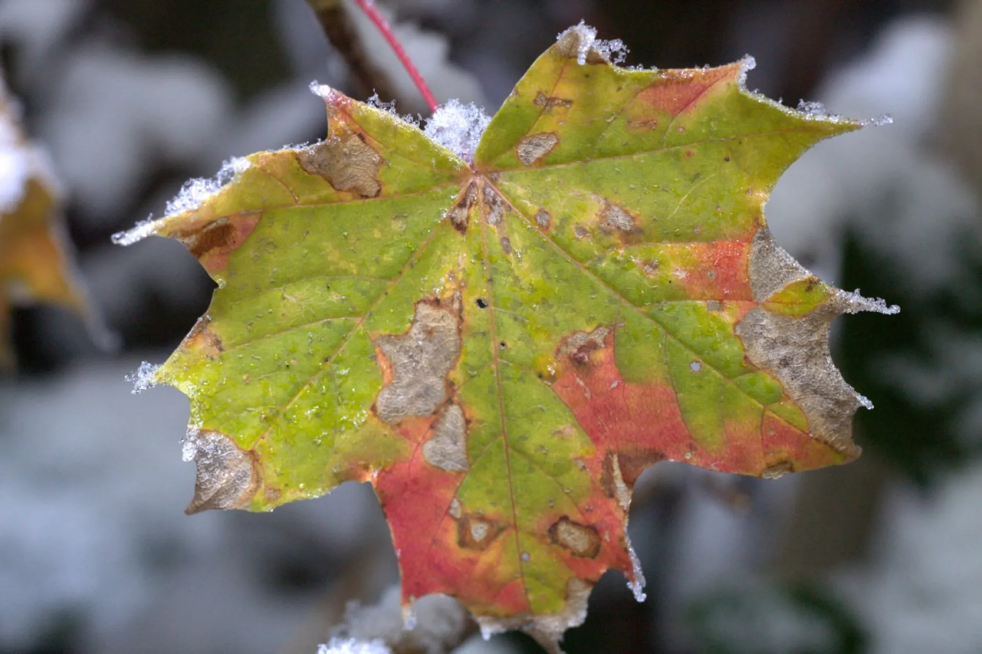 До -7: о погоде в Алтайском крае 3 ноября
