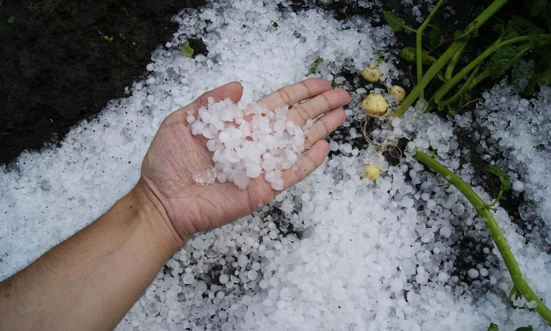 Сильный дождь и град: о погоде в Алтайском крае 10 июня