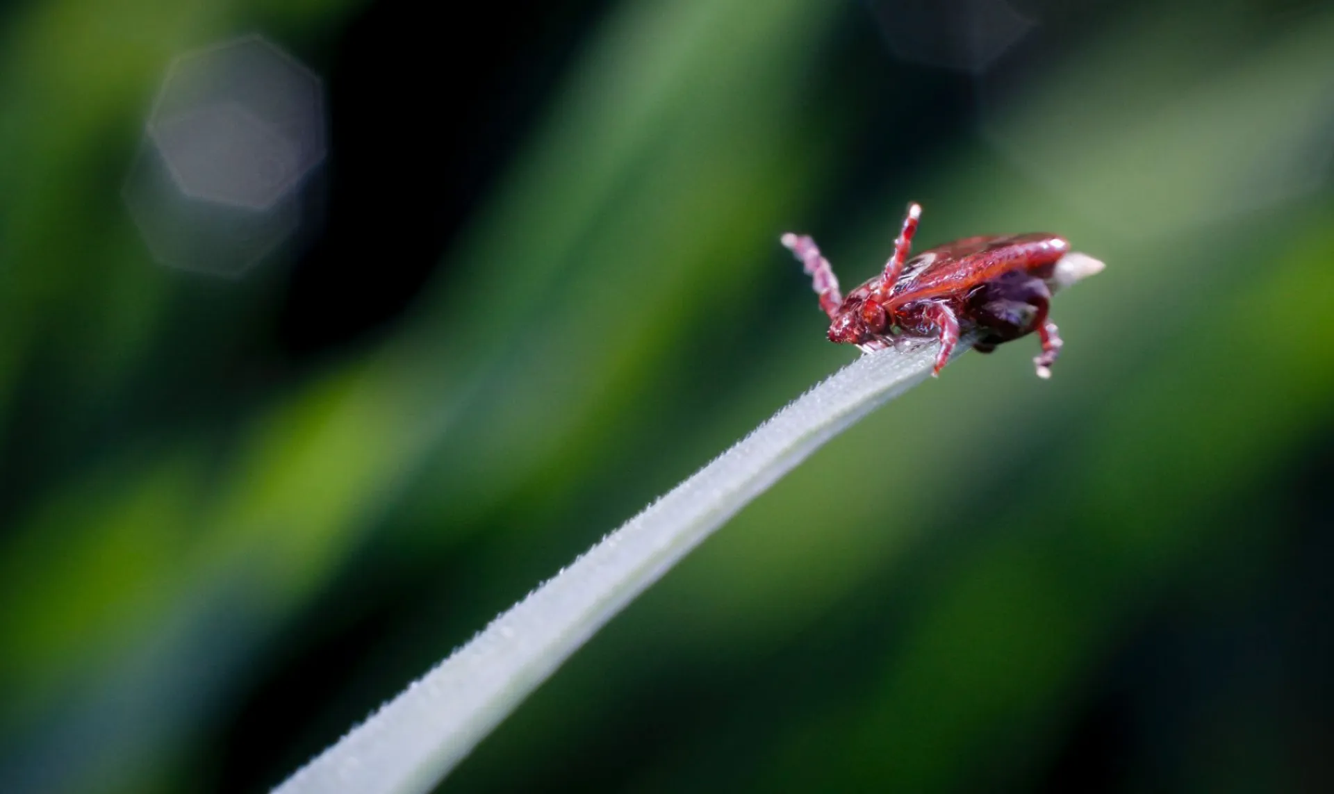 Куда обратиться жителям Барнаула, если вас укусил клещ? Список мест от Роспотребнадзора Куда обратиться жителям Барнаула, если вас укусил клещ? Список мест от Роспотребнадзора