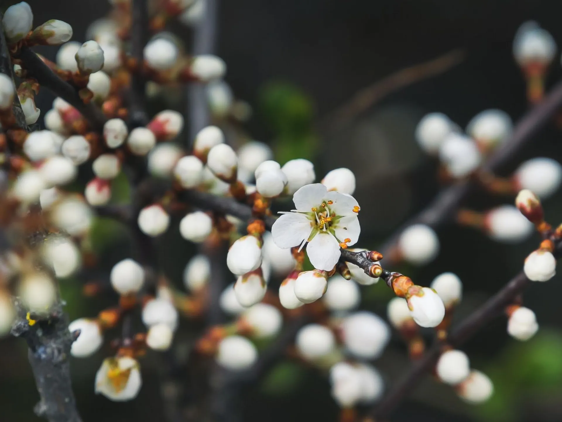 Проклов день: традиции и приметы на 4 мая Проклов день: традиции и приметы на 4 мая