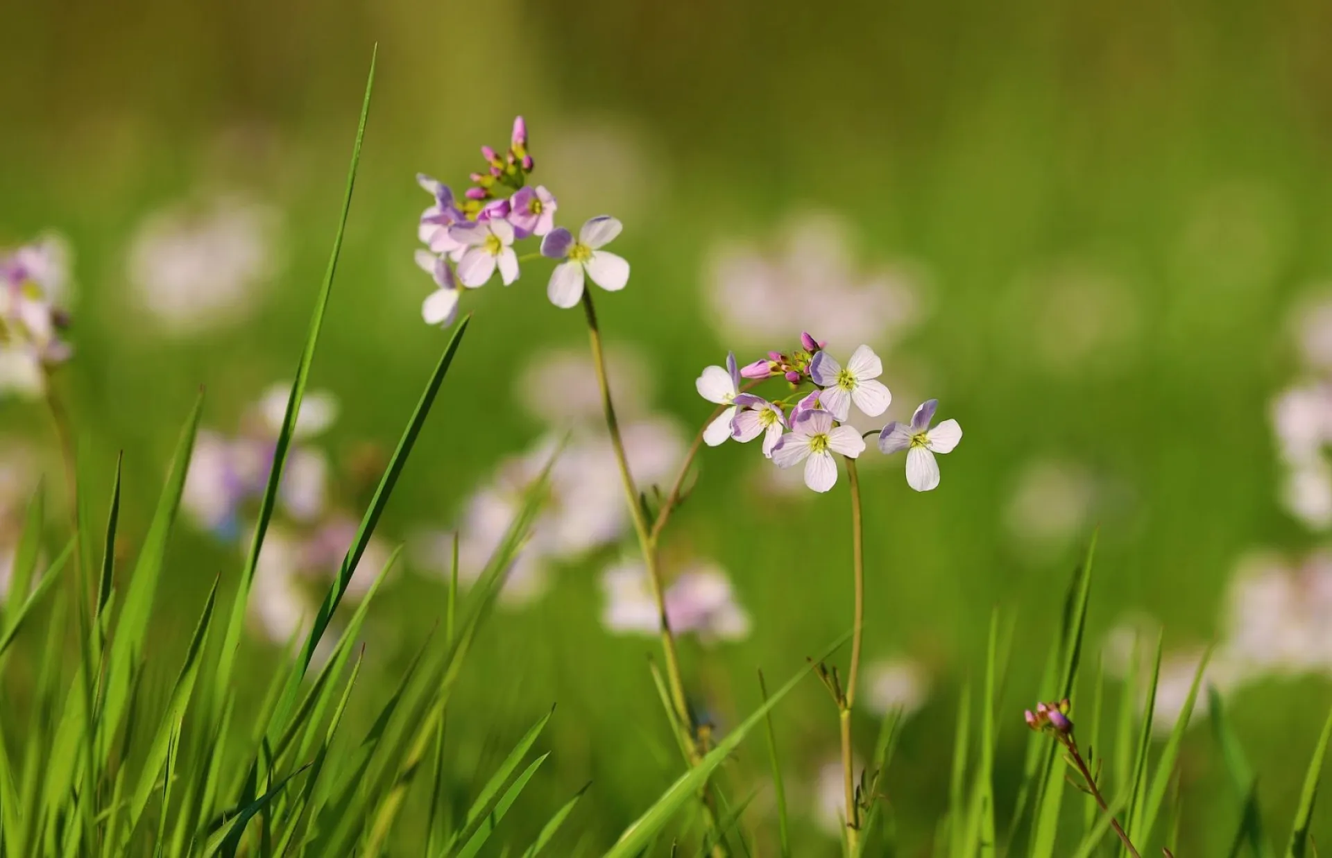 Соловьиный праздник: традиции и приметы на 15 мая Соловьиный праздник: традиции и приметы на 15 мая