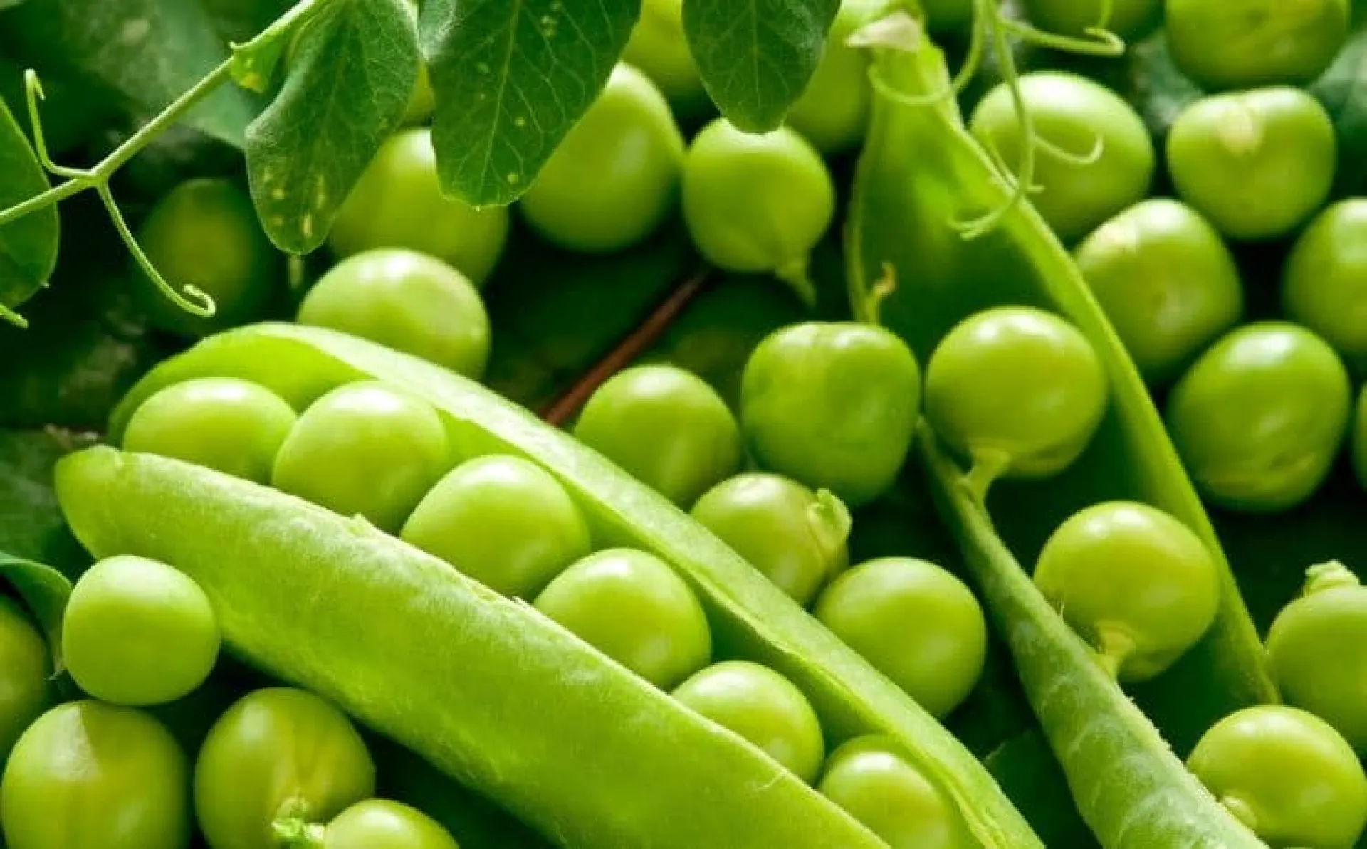 Глафира Горошница: традиции и приметы на 9 мая Глафира Горошница: традиции и приметы на 9 мая