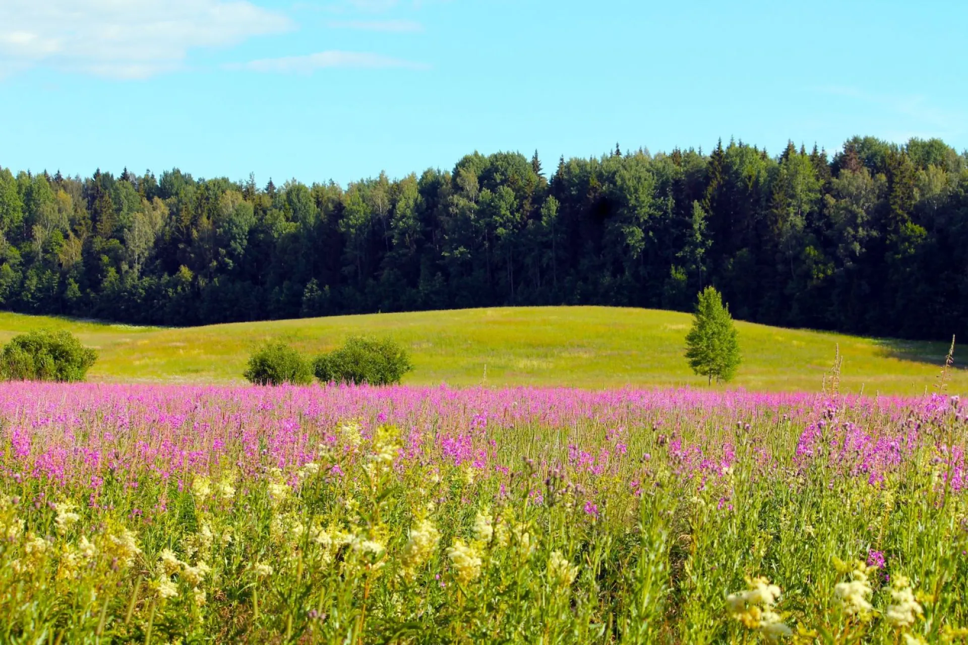 До +40: о погоде в Алтайском крае 14 июля До +40: о погоде в Алтайском крае 14 июля